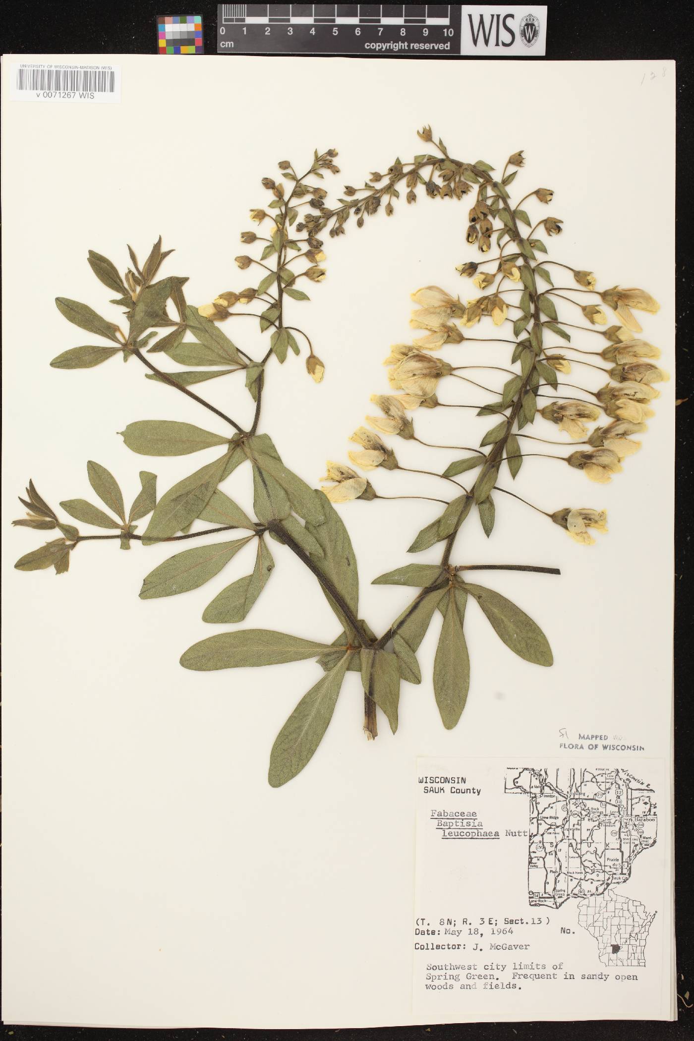 Baptisia leucophaea image
