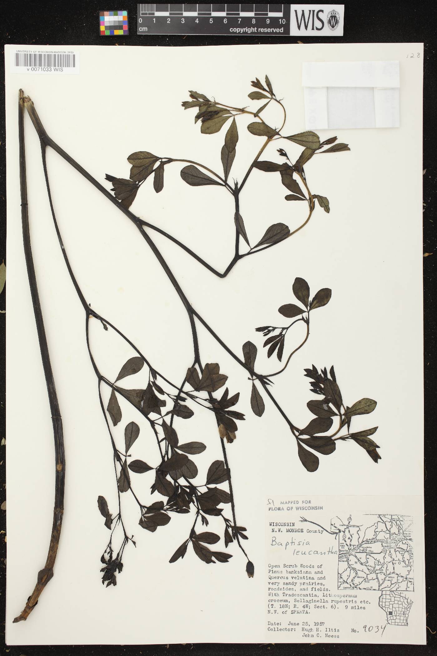 Baptisia lactea image