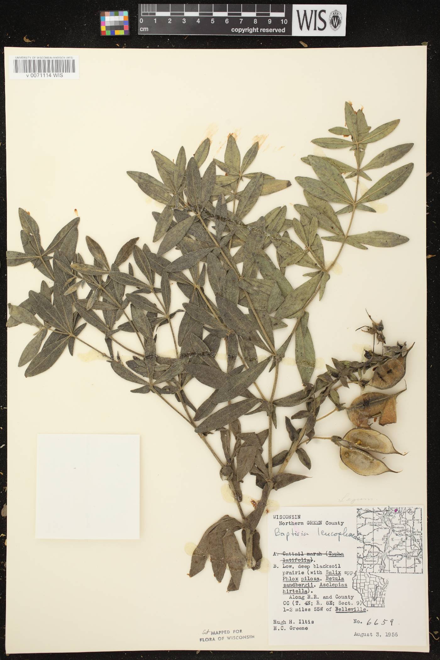 Baptisia leucophaea image