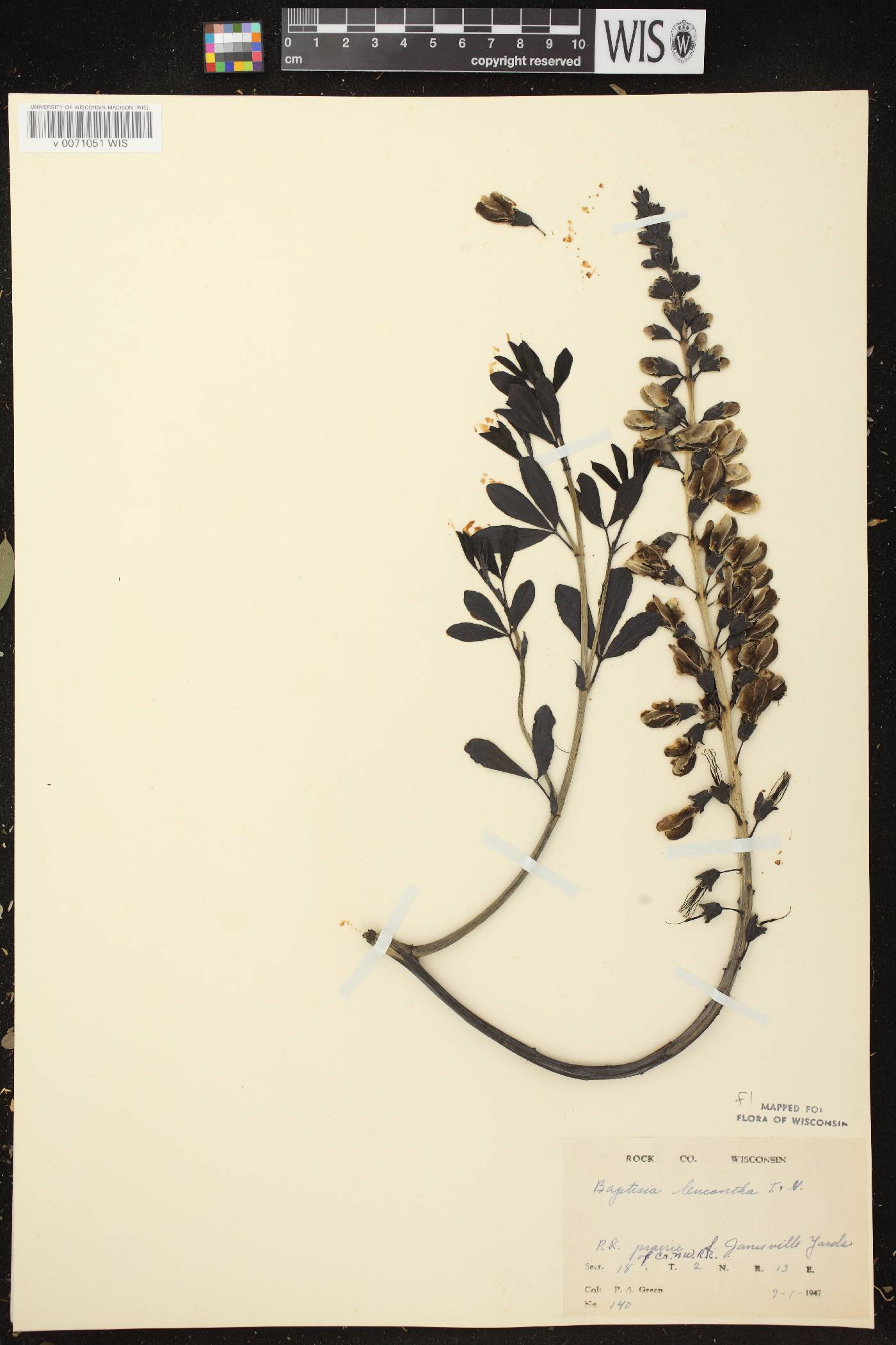 Baptisia lactea image