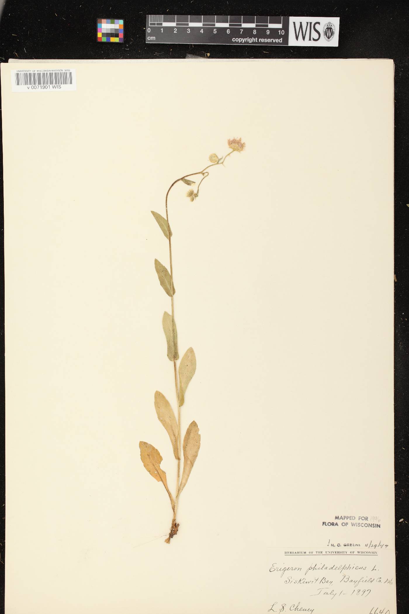 Erigeron philadelphicus var. philadelphicus image