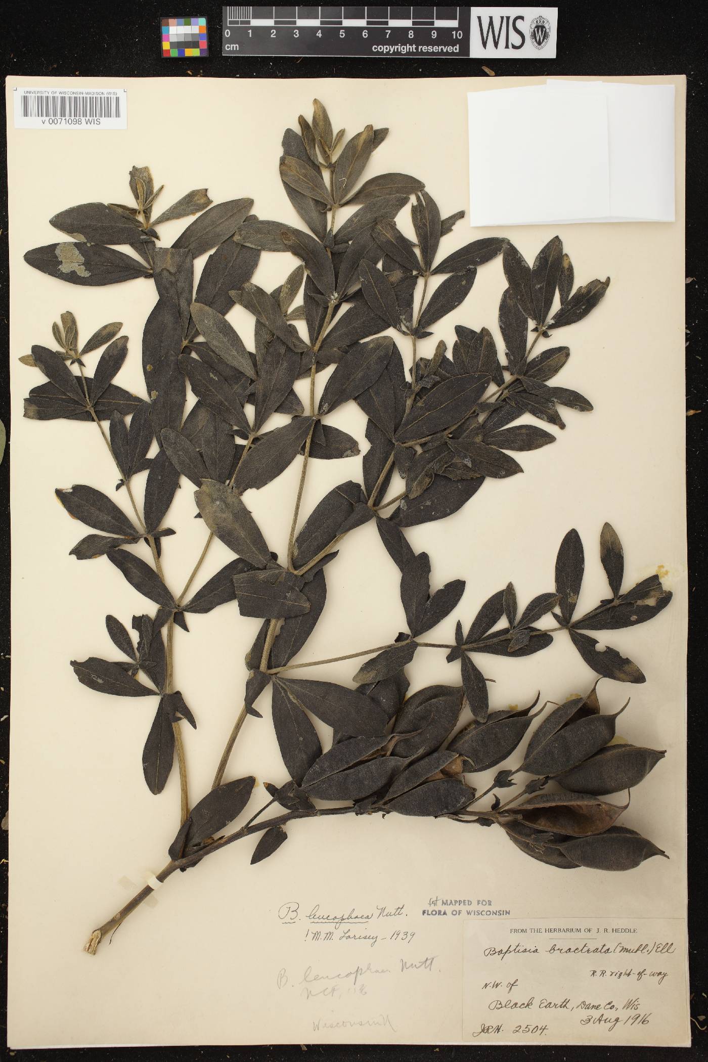 Baptisia leucophaea image