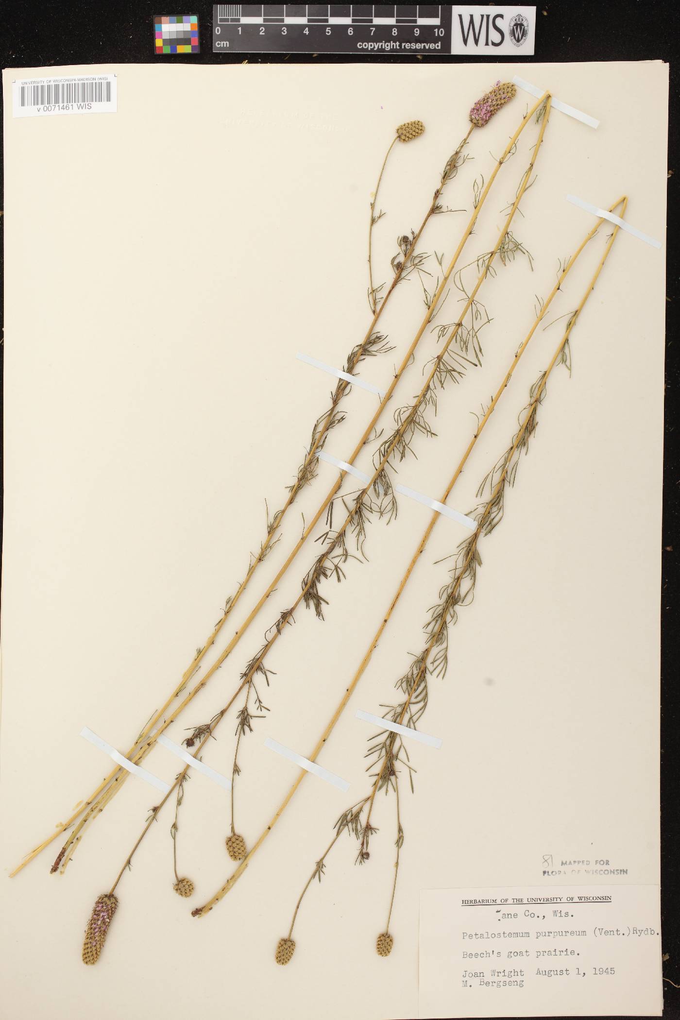 Dalea purpurea image