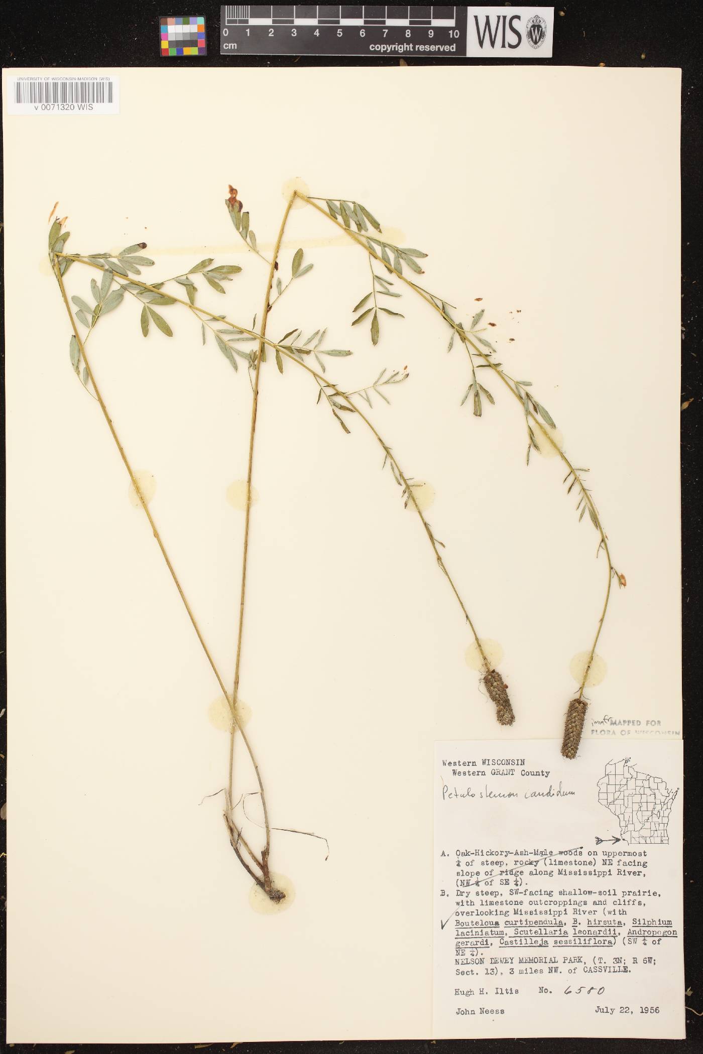 Dalea candida image