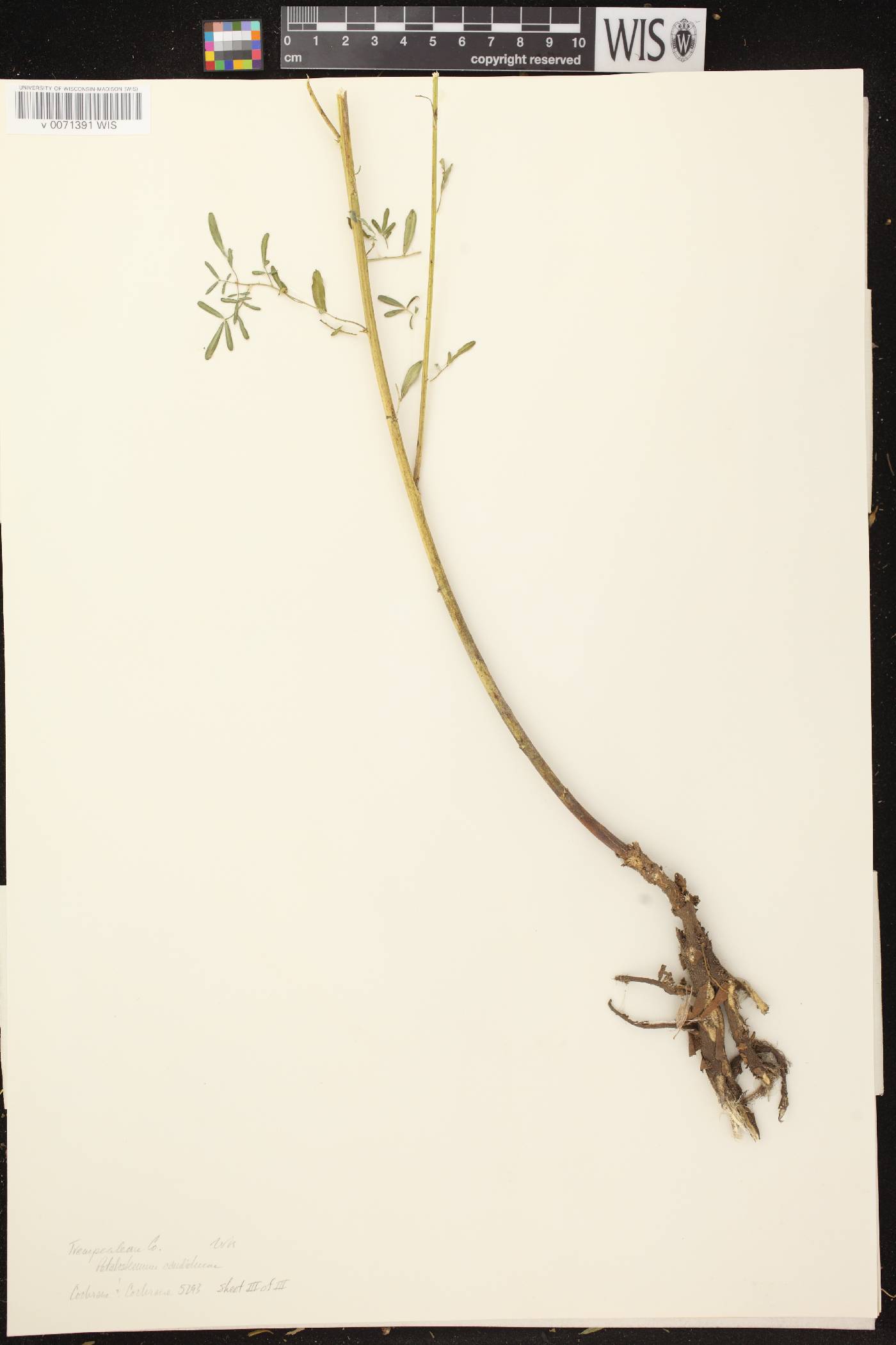 Dalea candida image