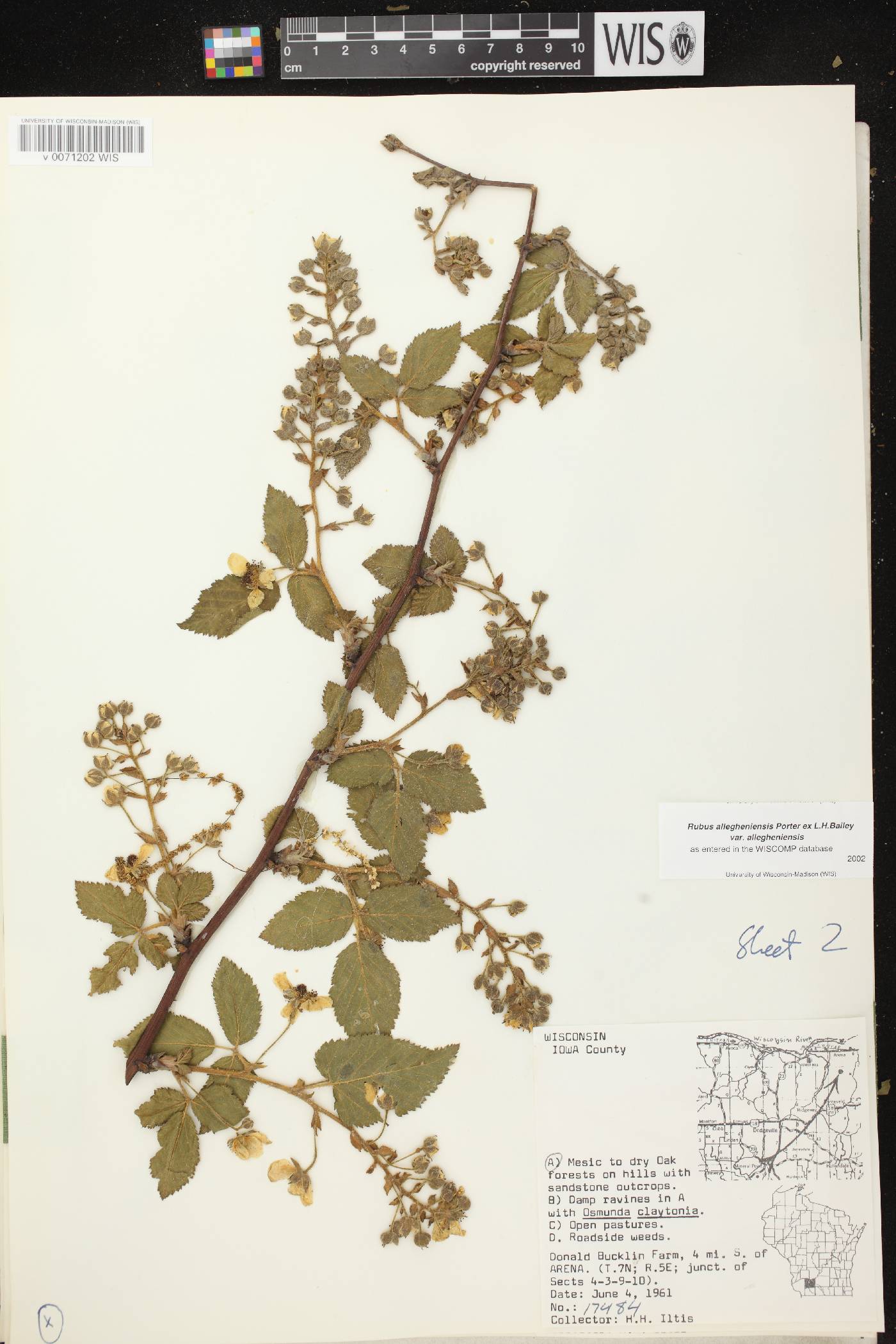 Rubus allegheniensis image