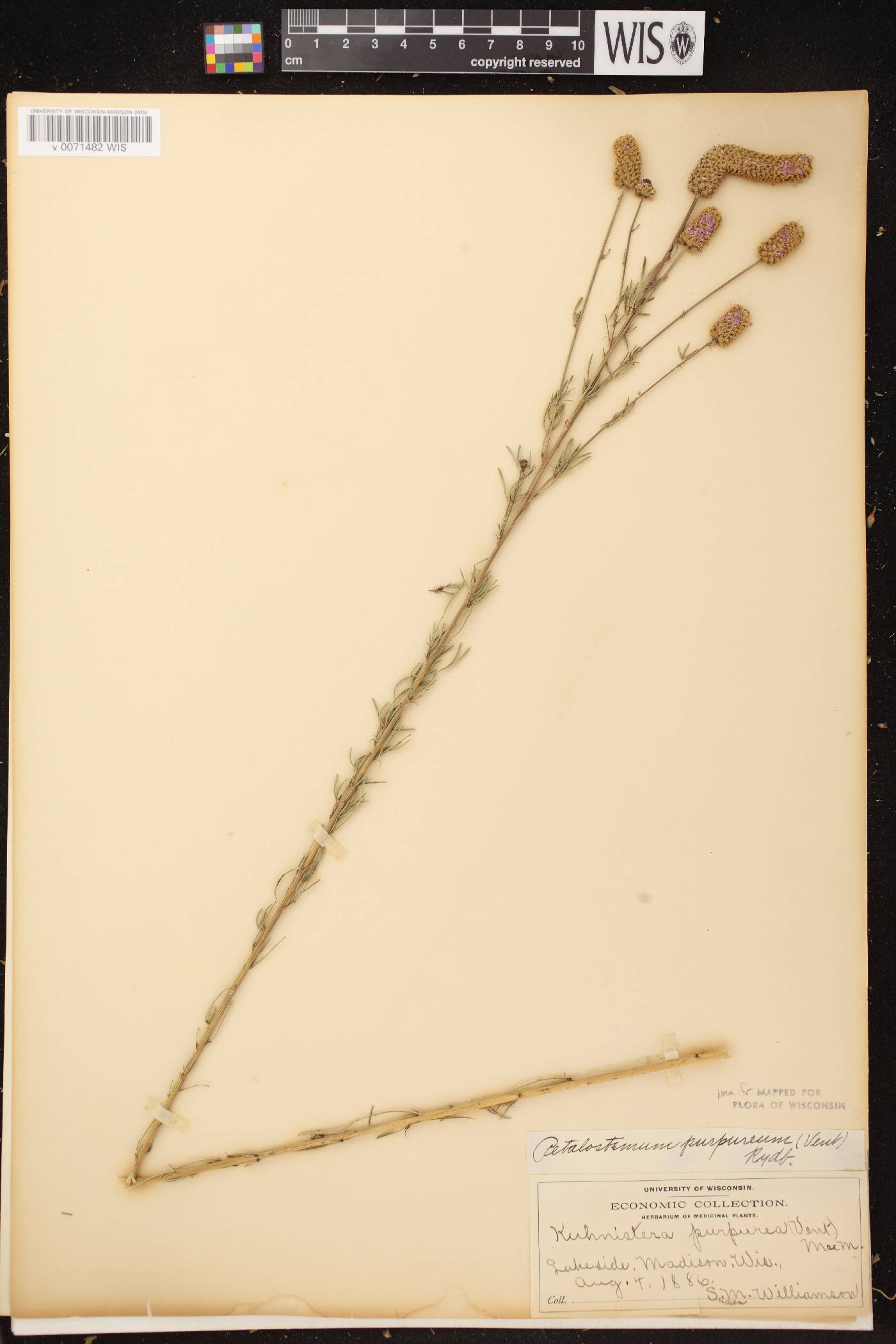 Dalea purpurea image