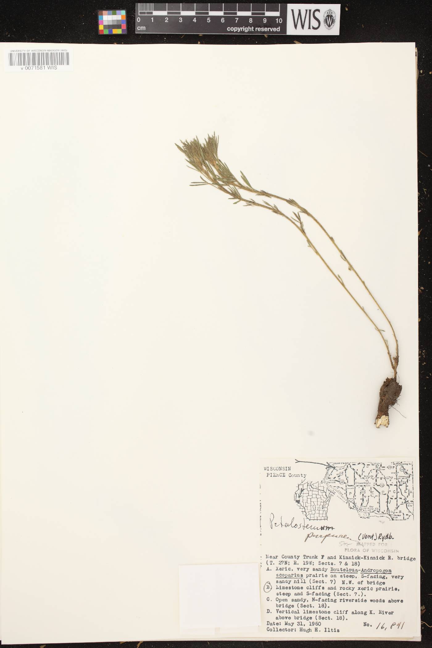 Dalea purpurea var. purpurea image