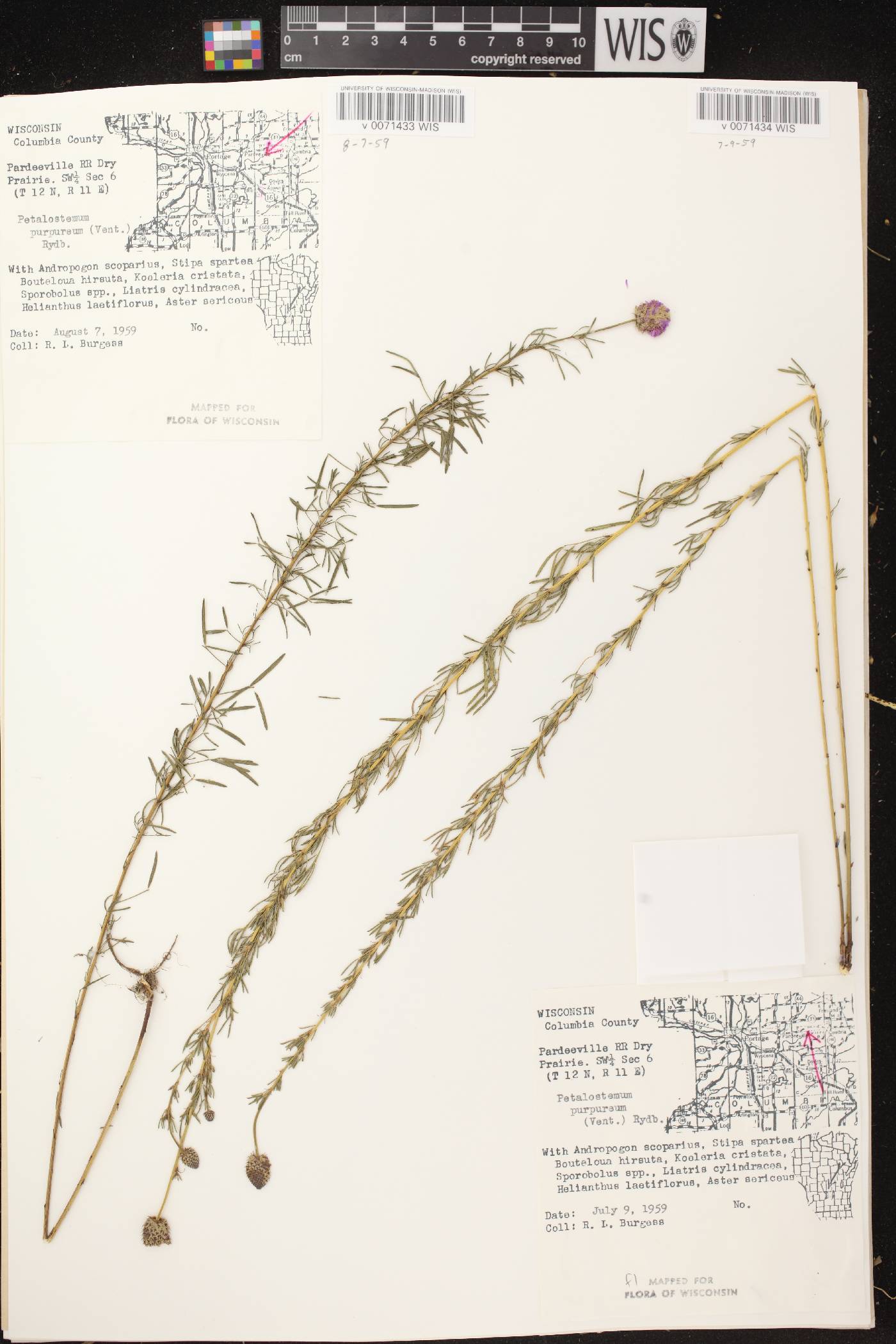 Dalea purpurea var. purpurea image