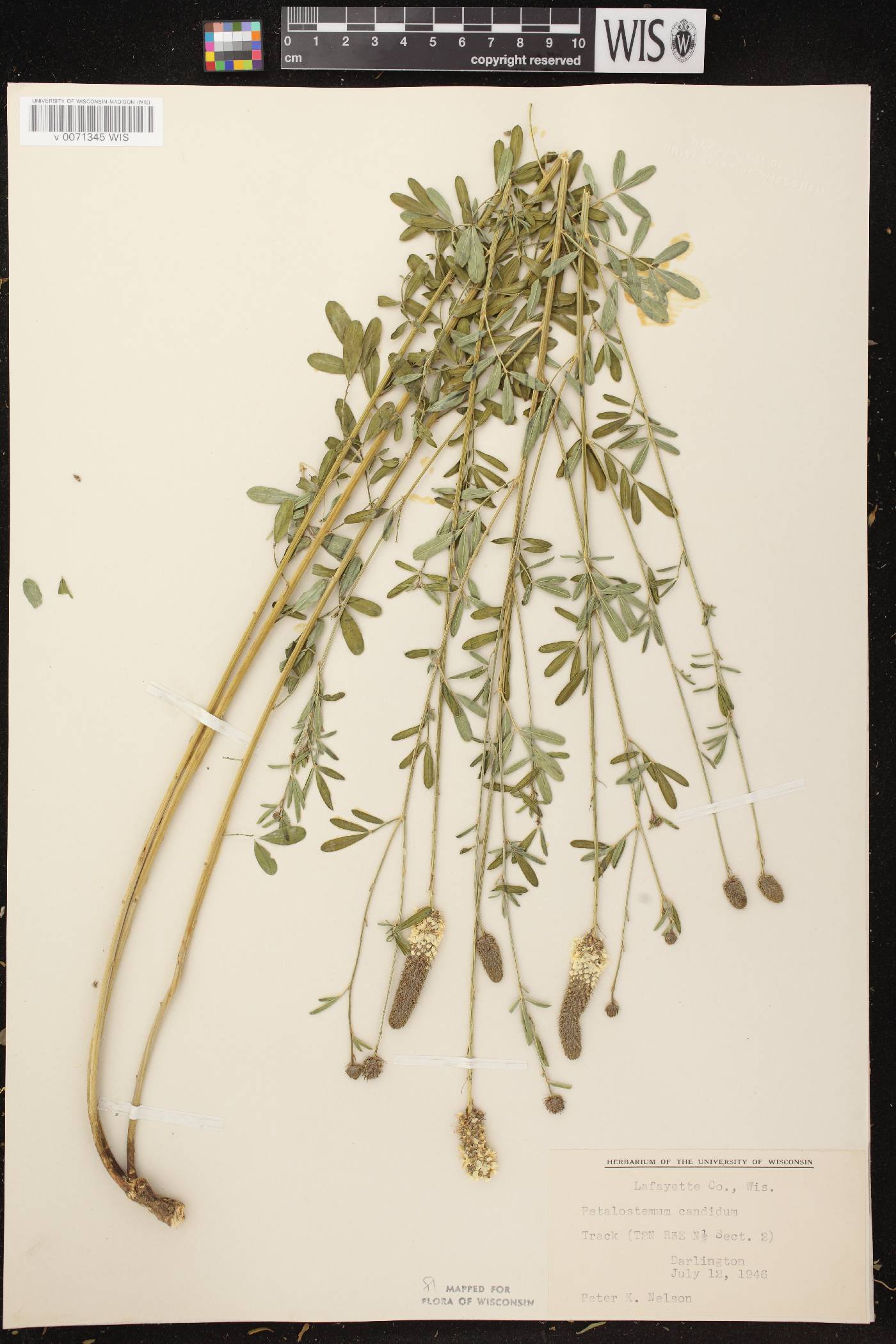 Dalea candida image
