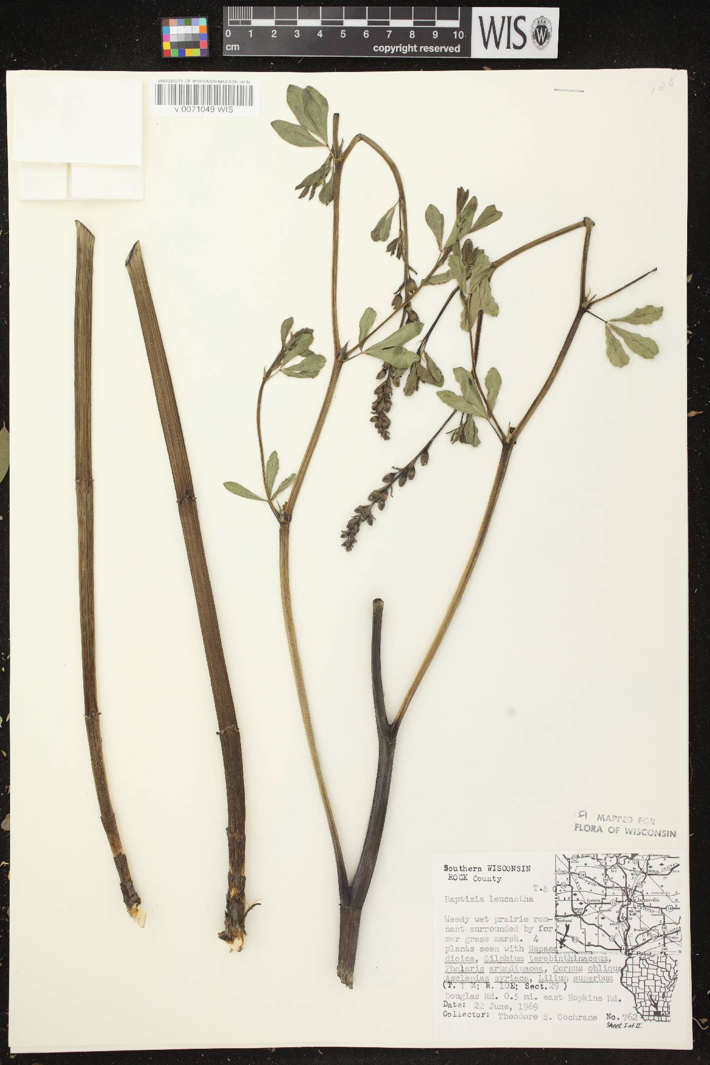 Baptisia lactea image