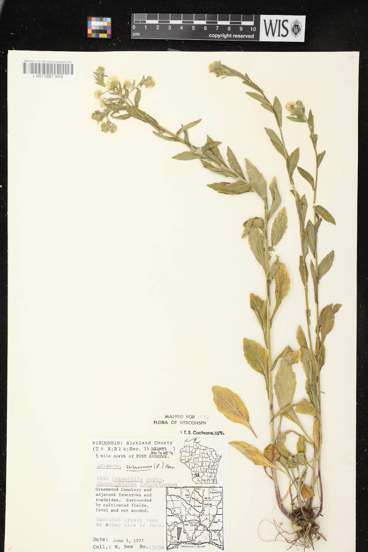 Erigeron annuus image