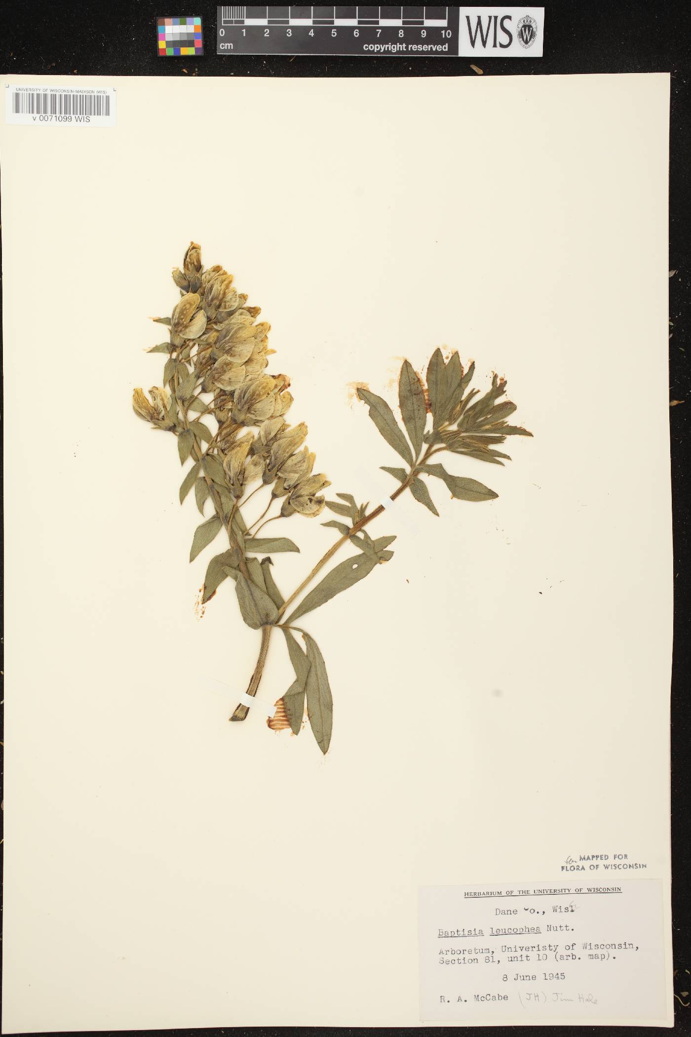 Baptisia leucophaea image