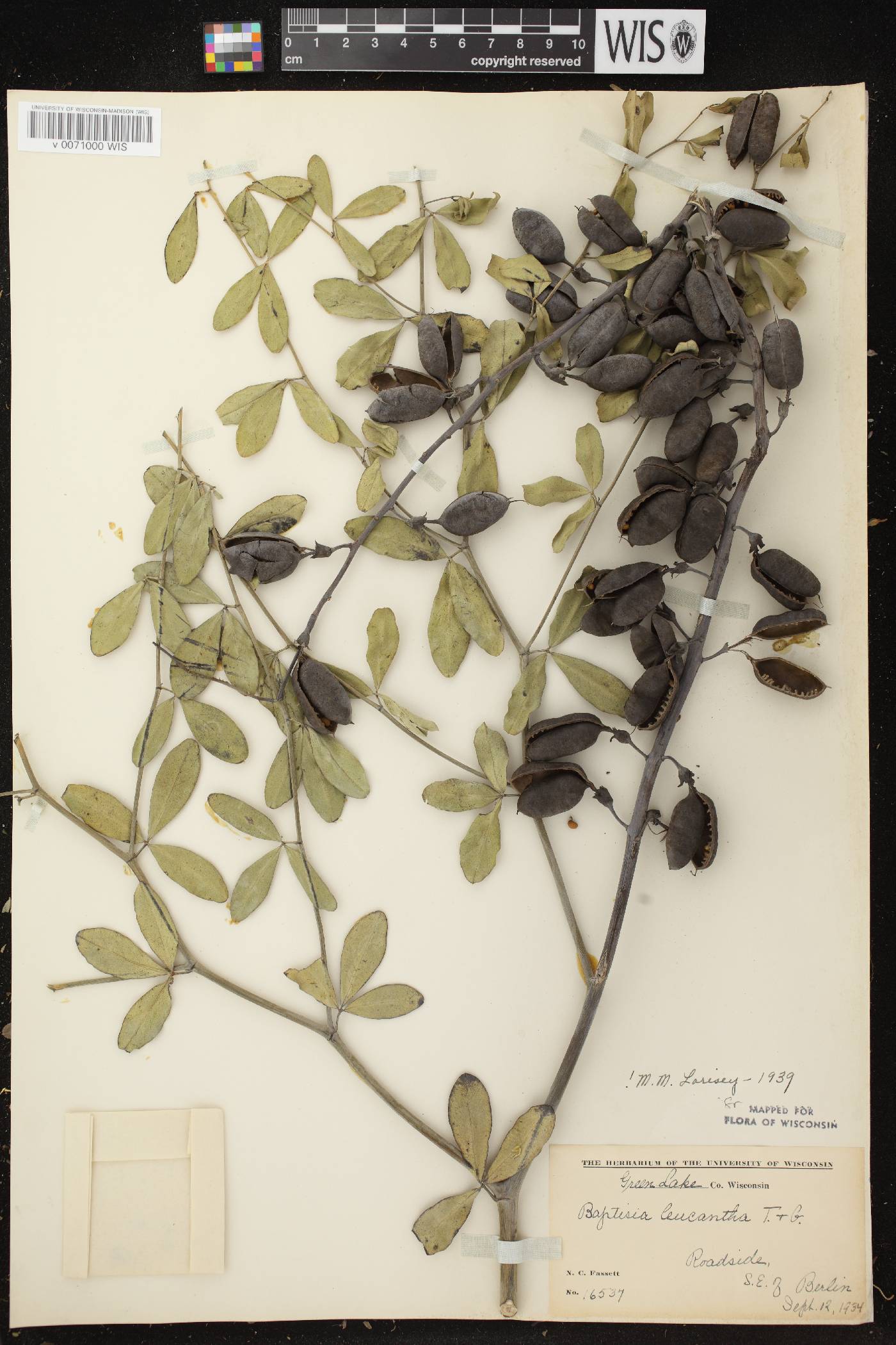 Baptisia lactea image