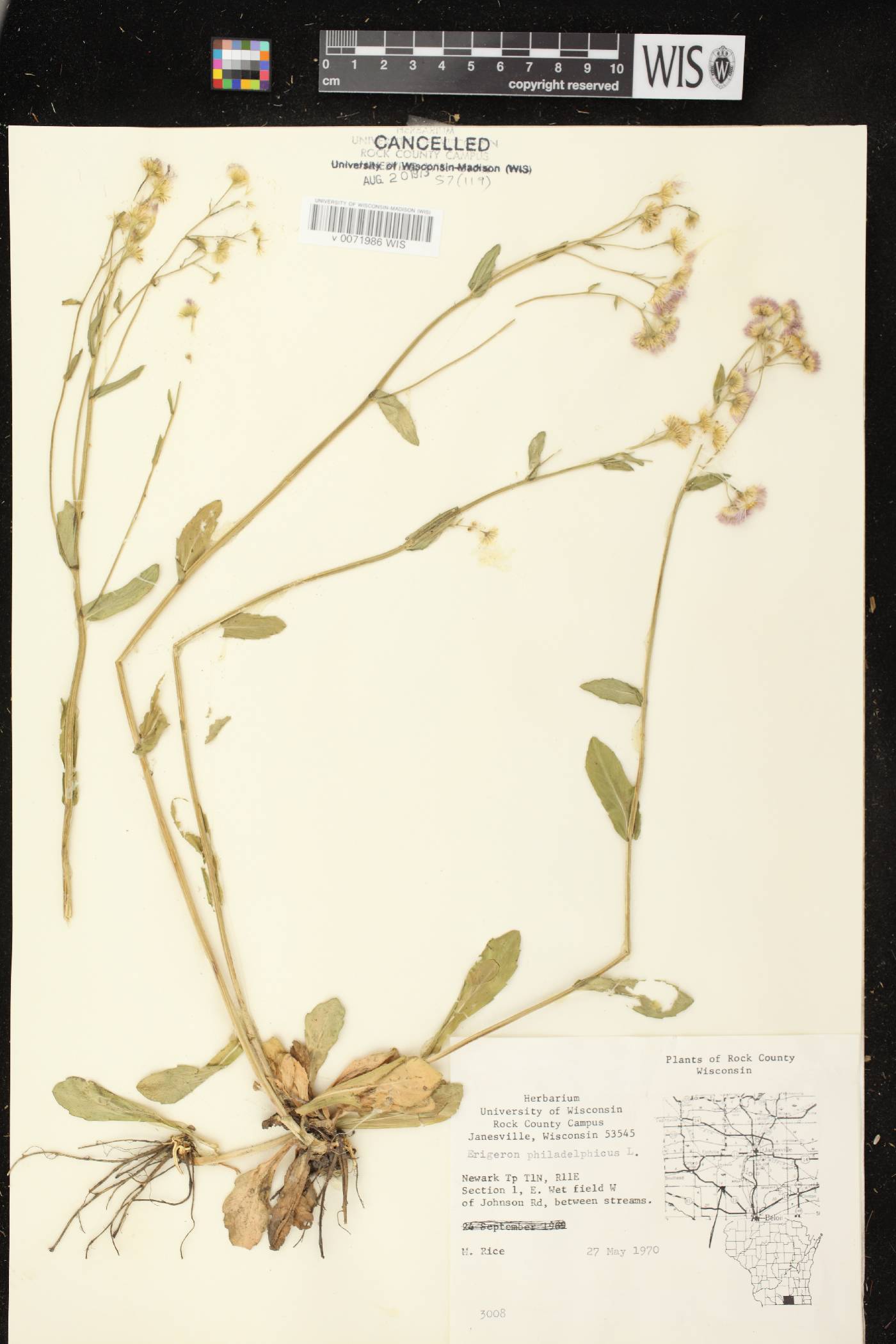 Erigeron philadelphicus image