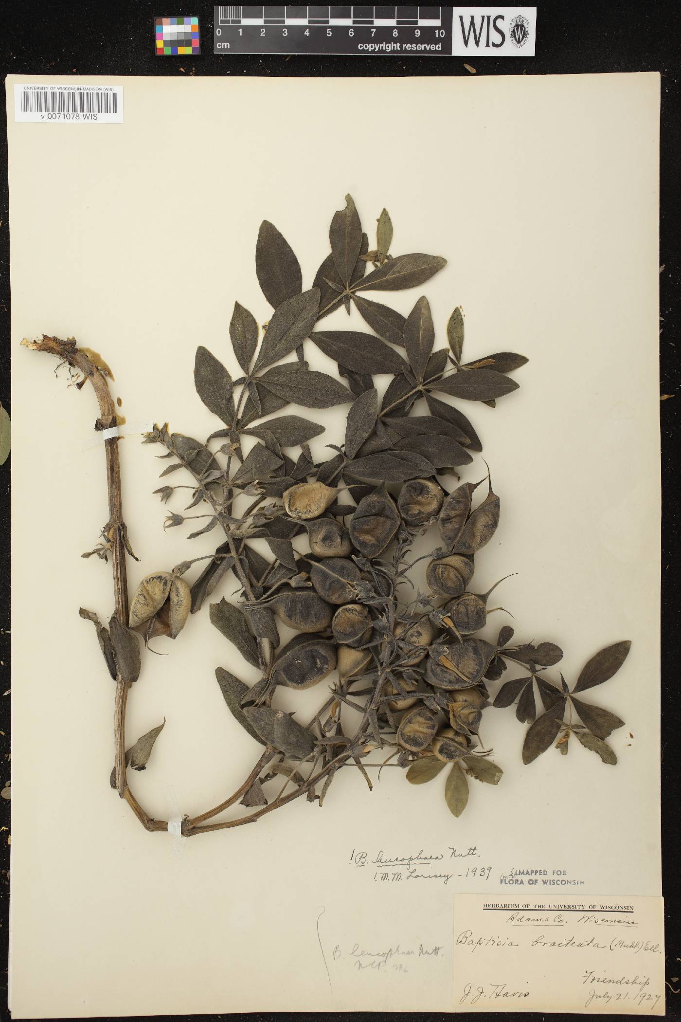 Baptisia leucophaea image