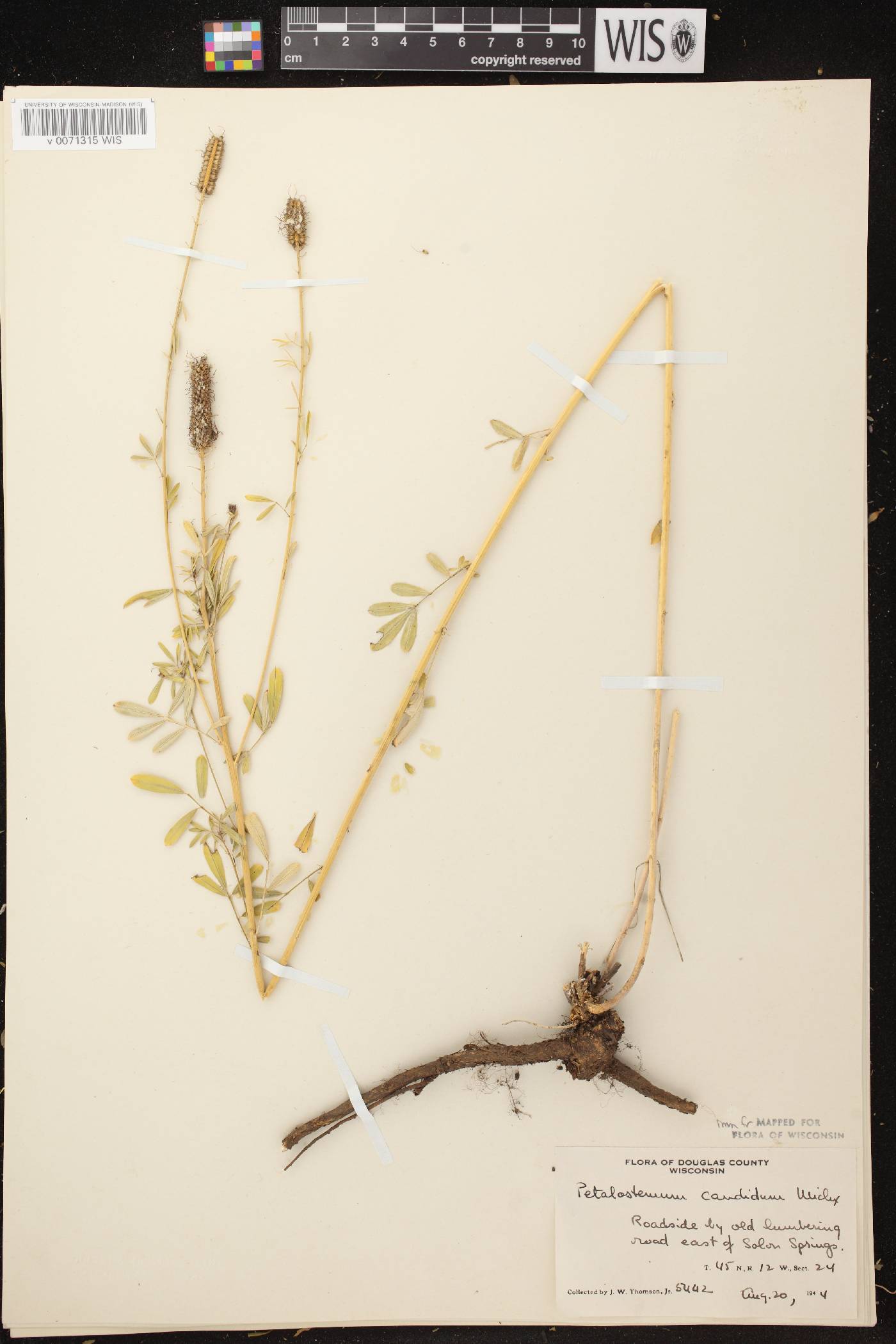 Dalea candida image