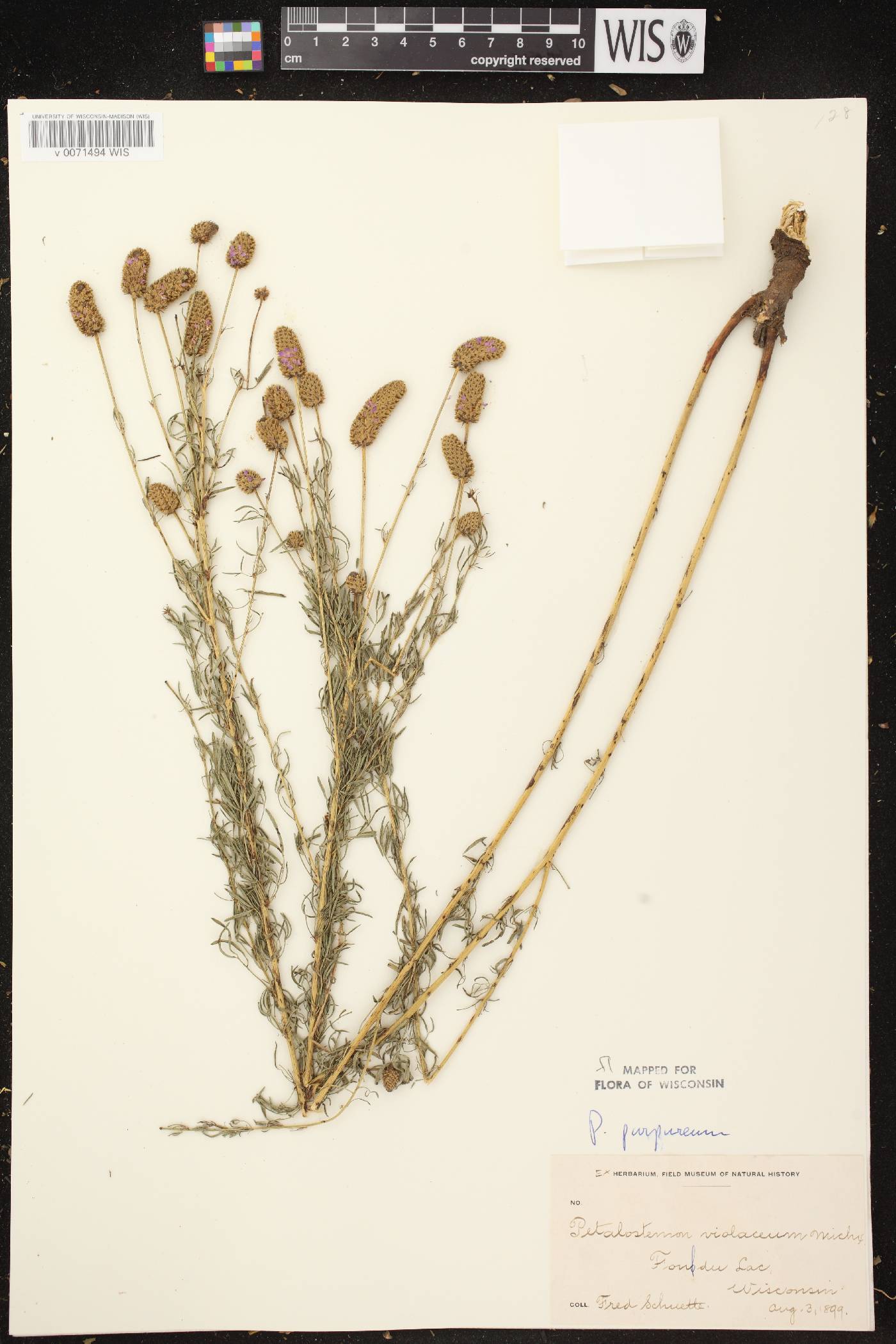 Dalea purpurea image