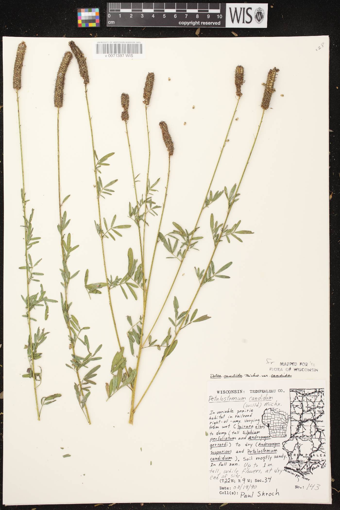 Dalea candida image