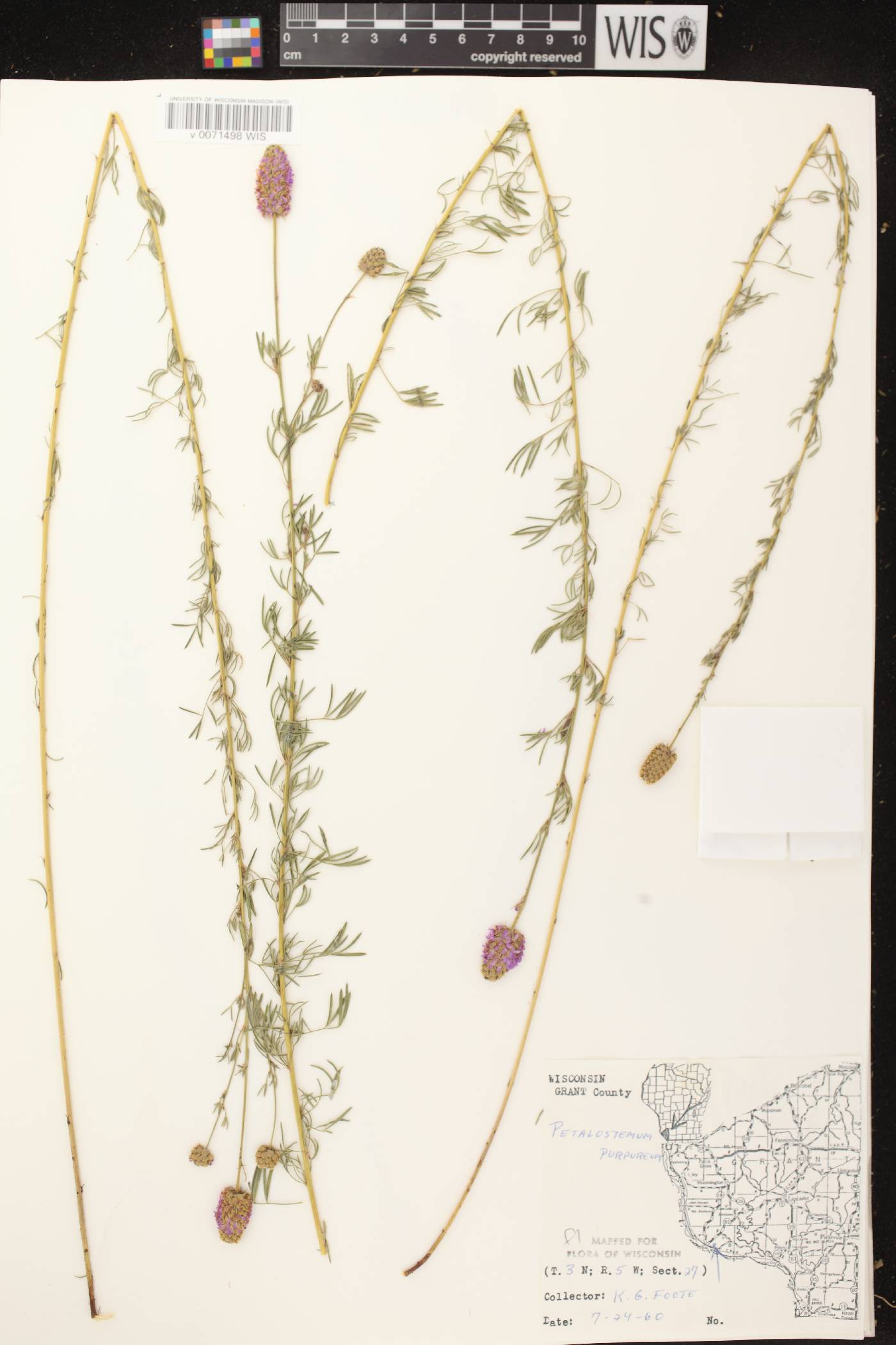 Dalea purpurea var. purpurea image