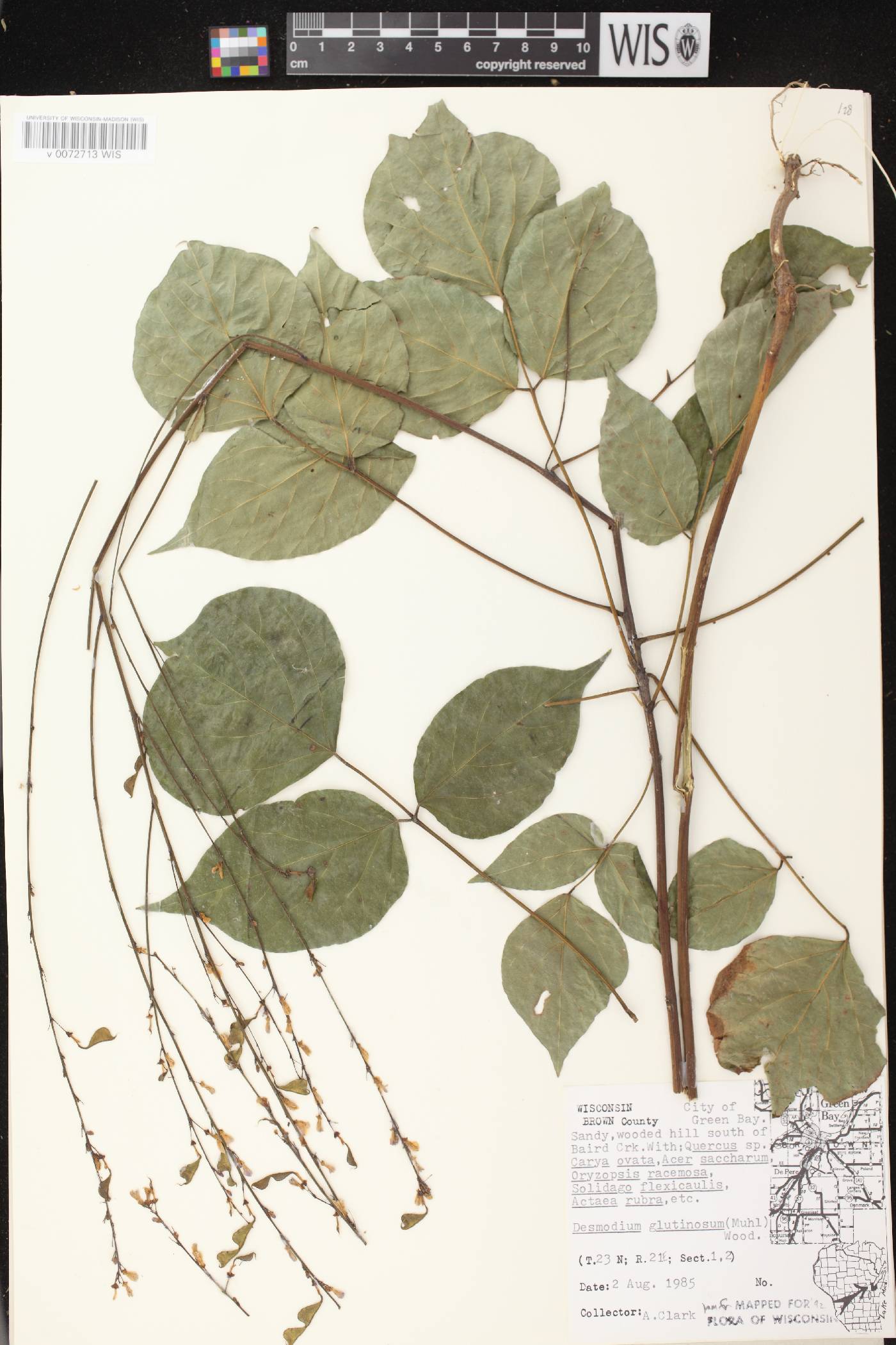 Hylodesmum glutinosum image