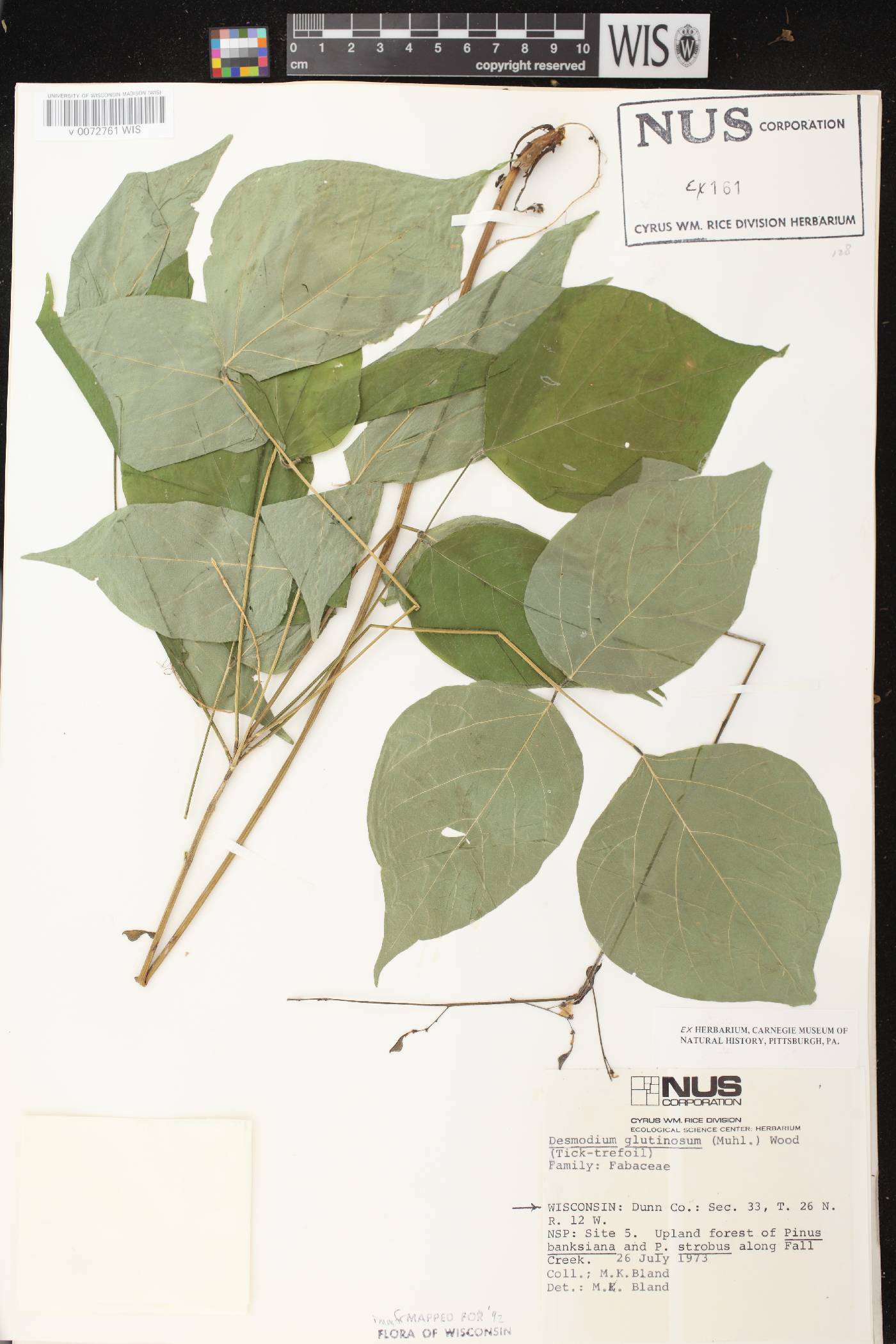 Hylodesmum glutinosum image