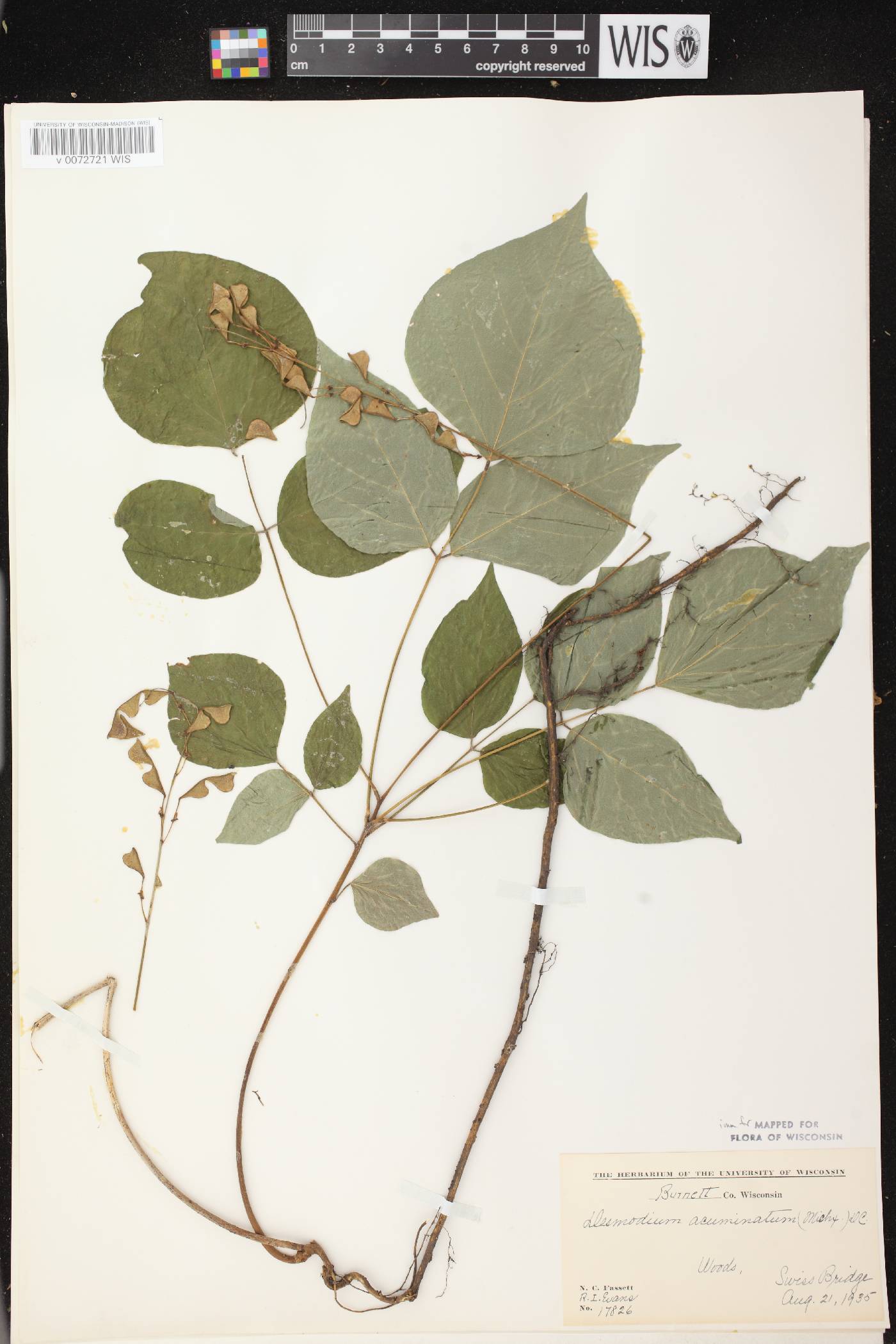Hylodesmum glutinosum image