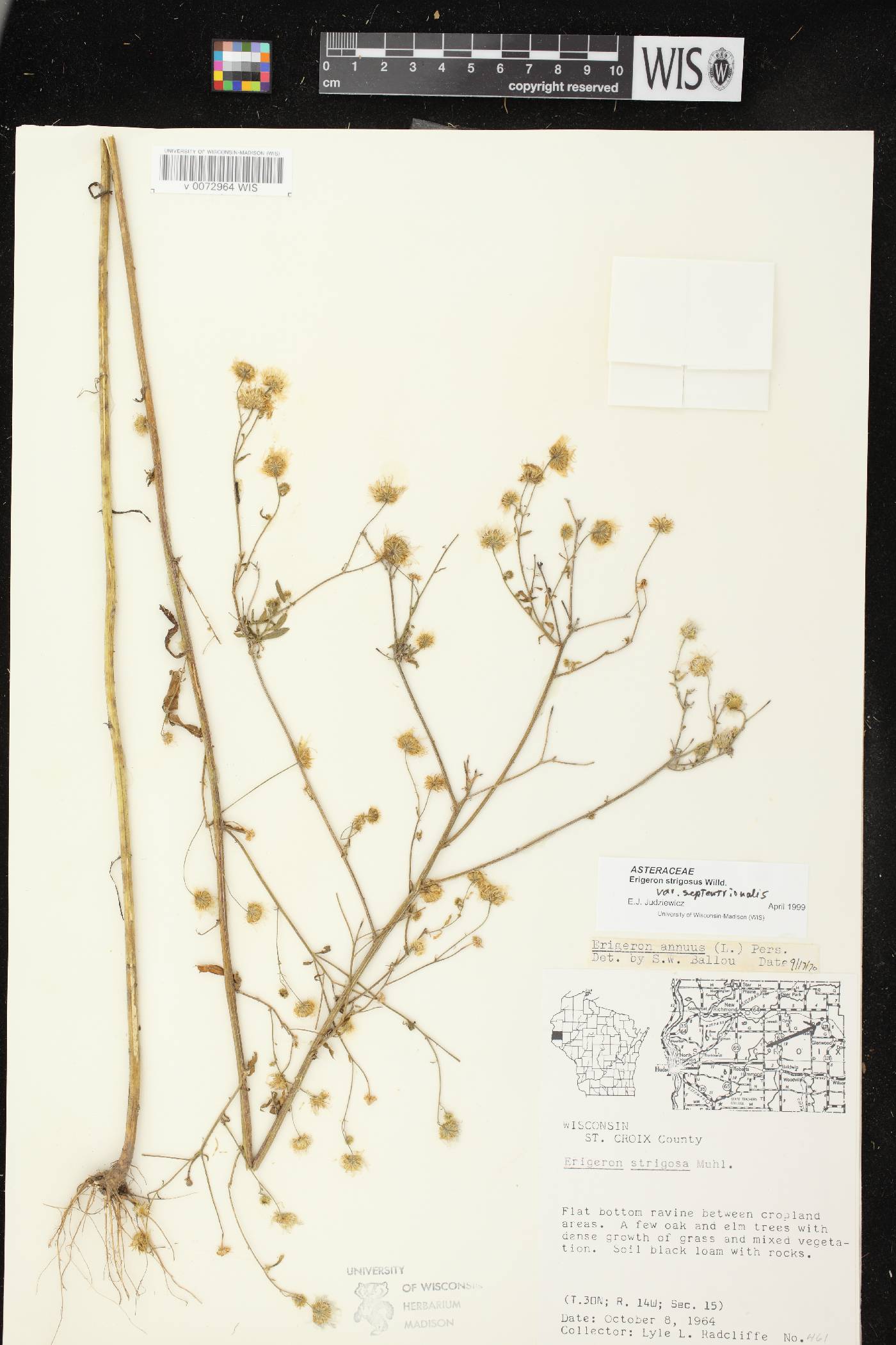 Erigeron strigosus var. septentrionalis image