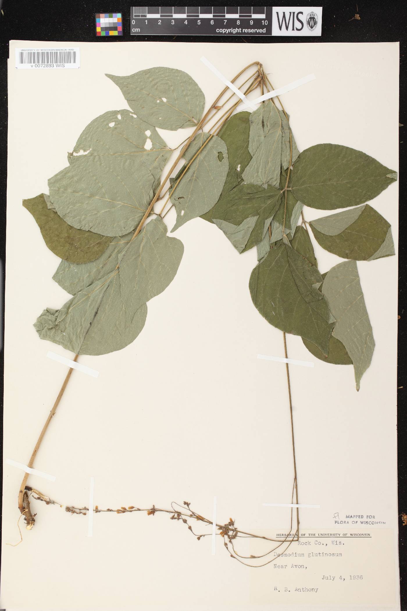 Hylodesmum glutinosum image