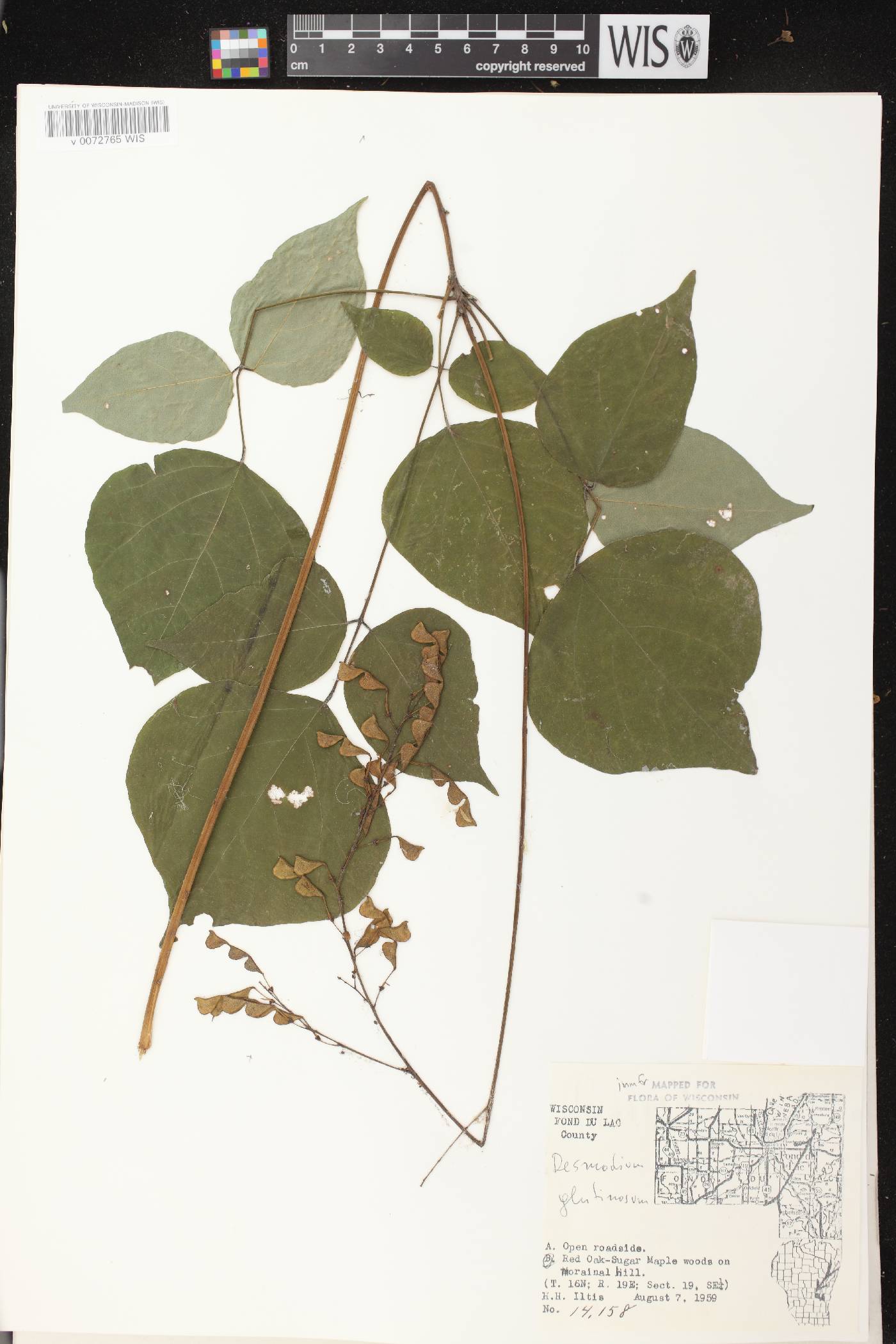 Hylodesmum glutinosum image