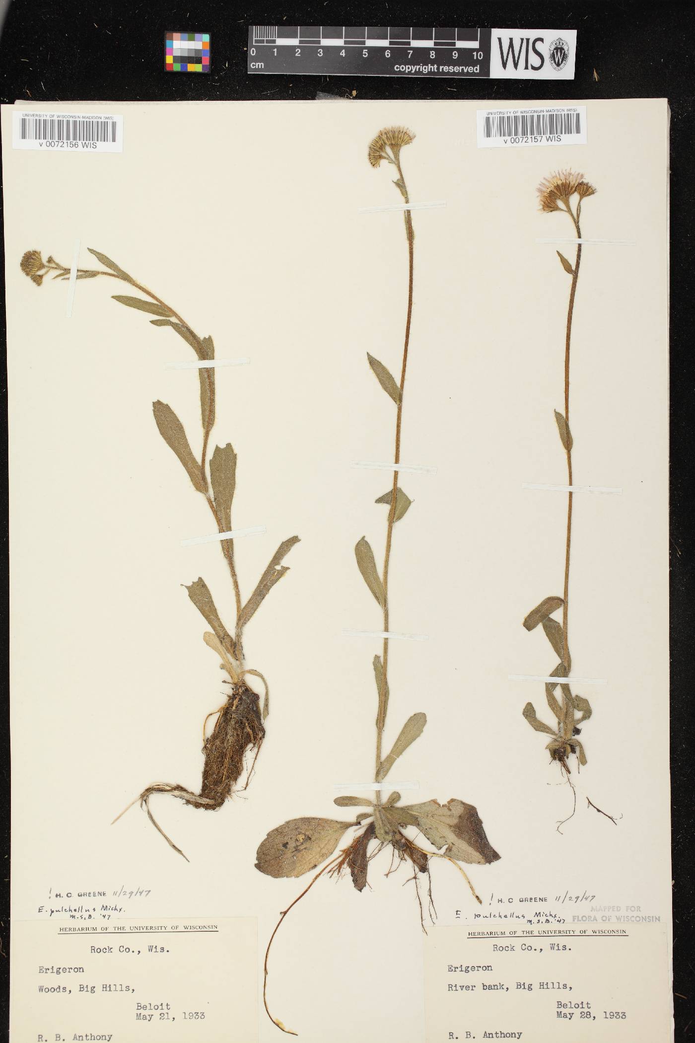 Erigeron pulchellus image