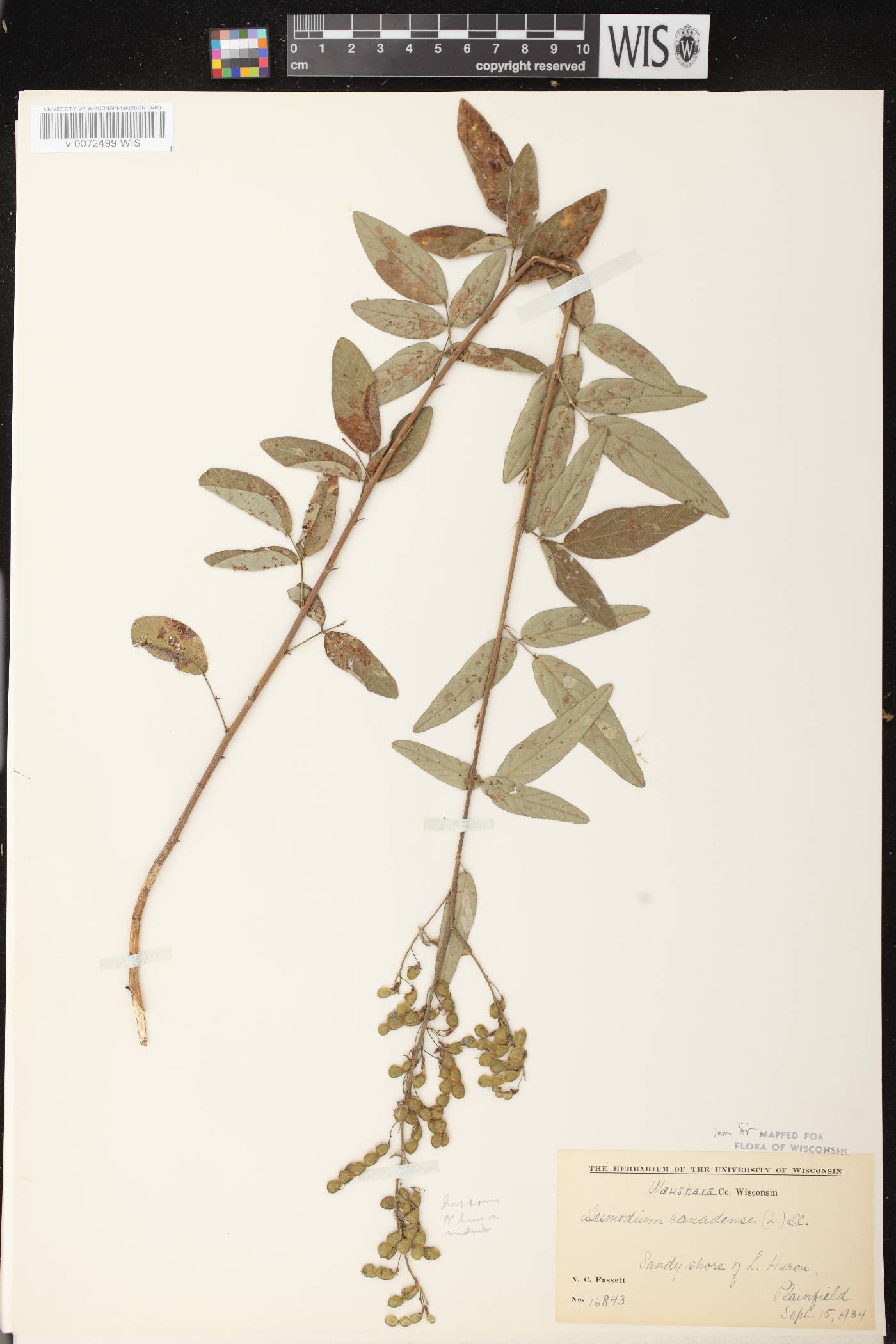 Desmodium canadense image
