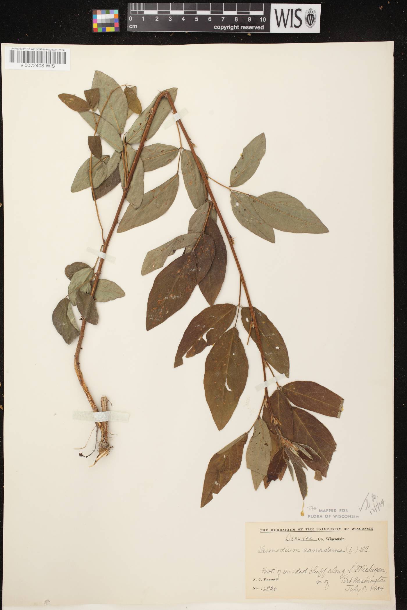 Desmodium canadense image