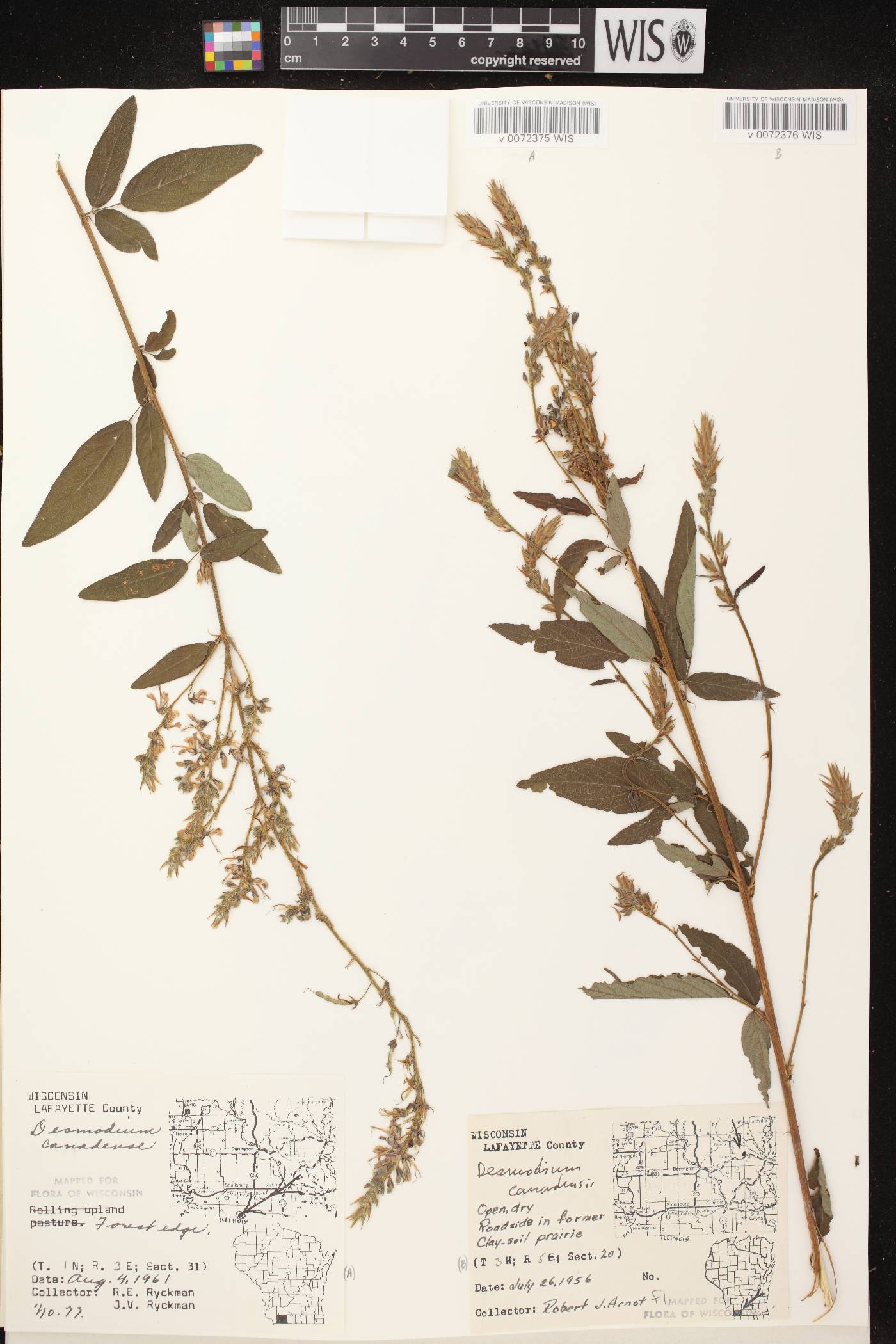 Desmodium canadense image