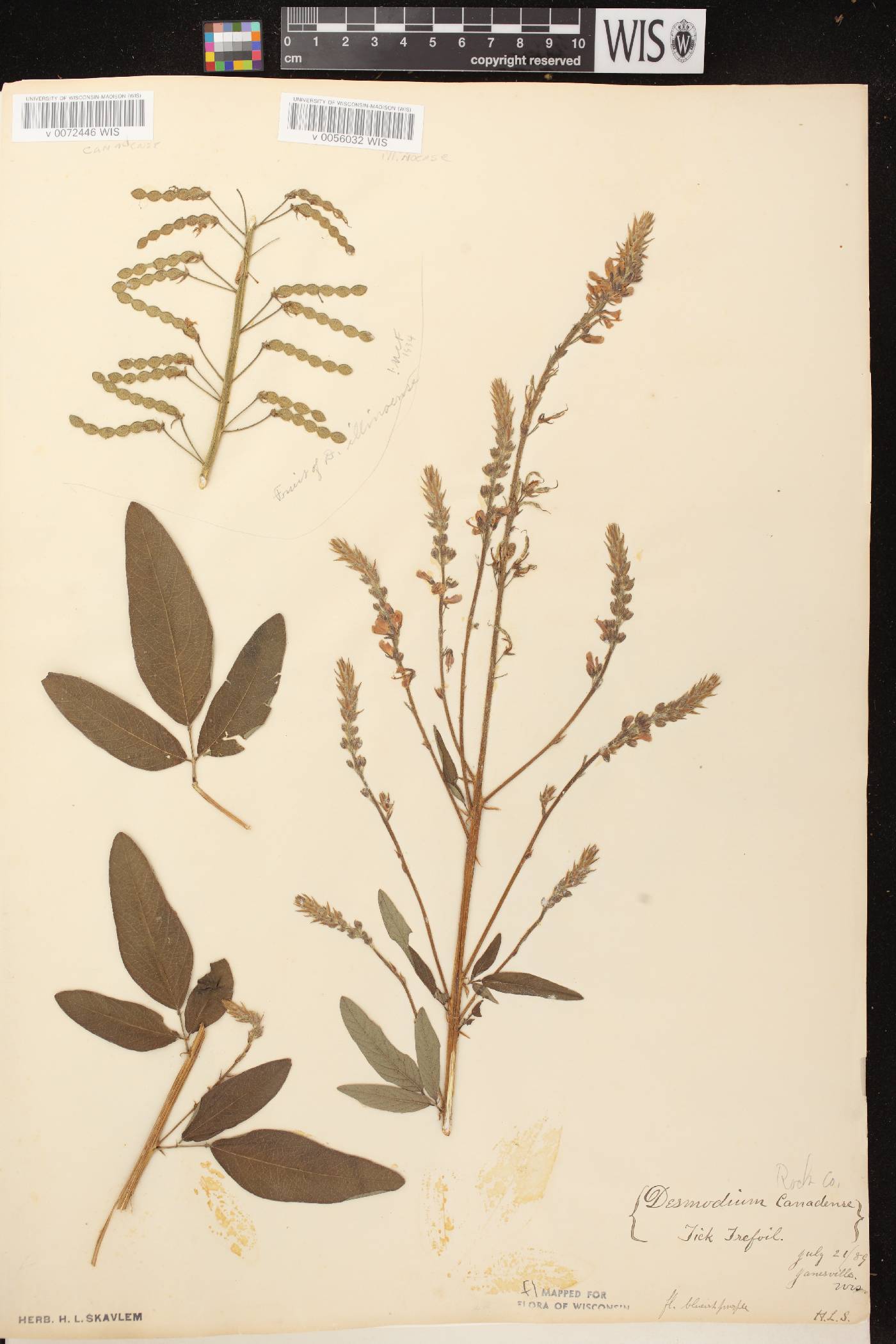 Desmodium canadense image