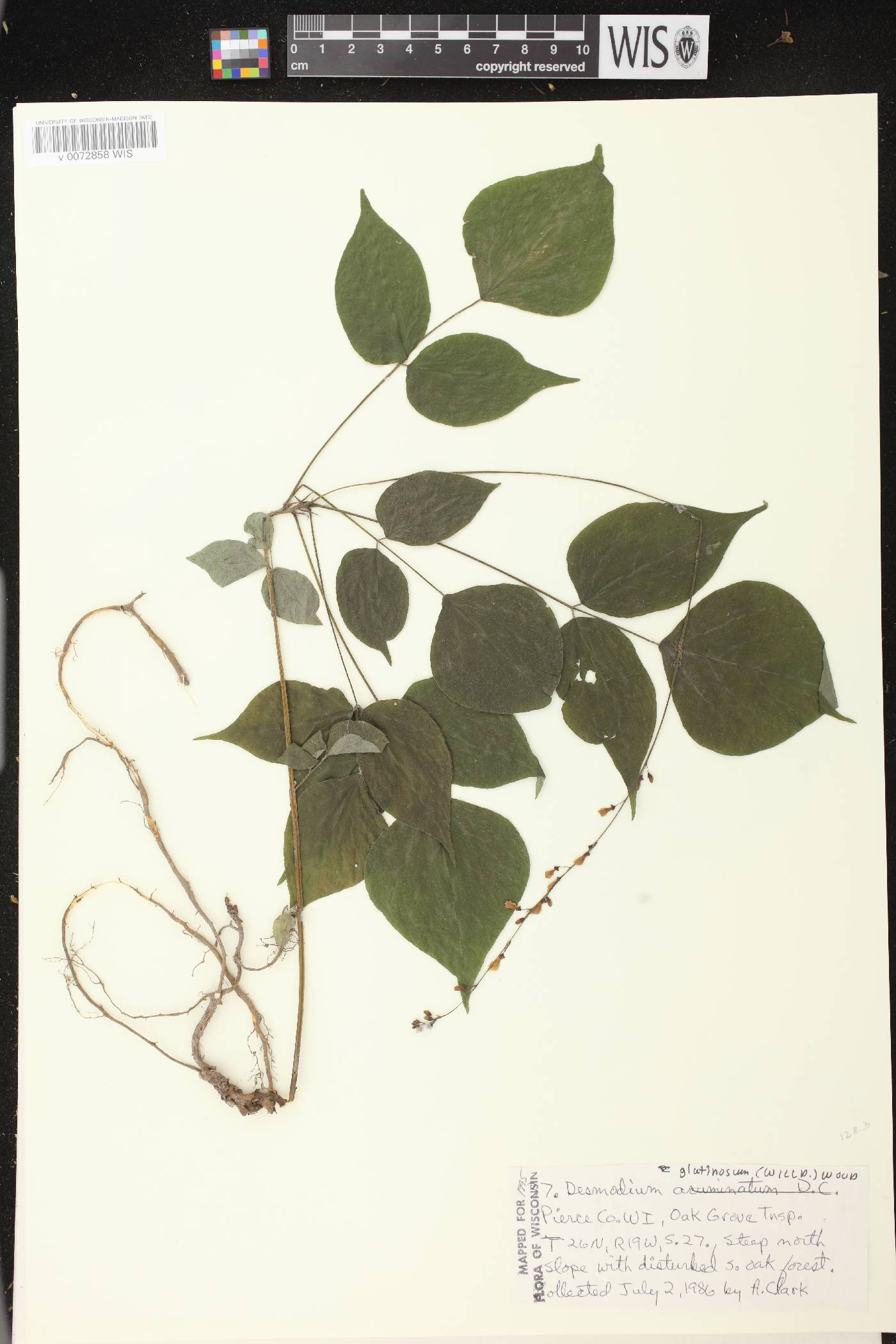 Hylodesmum glutinosum image