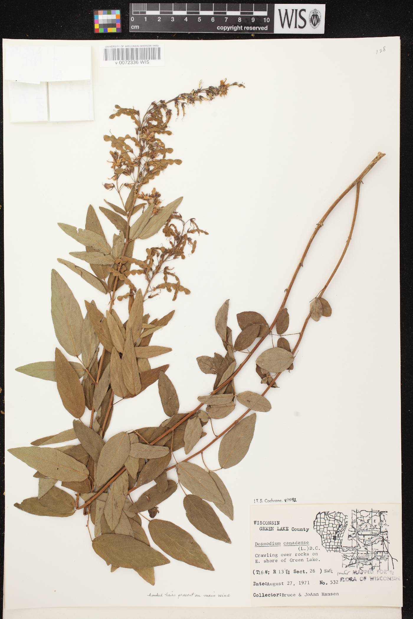 Desmodium canadense image
