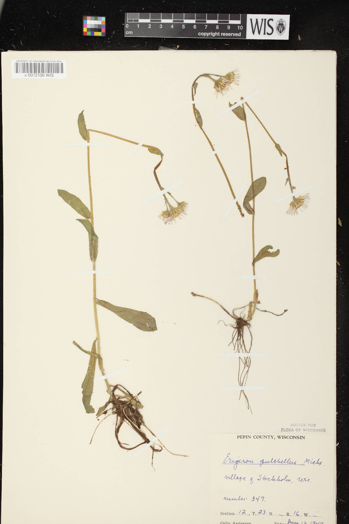 Erigeron pulchellus image