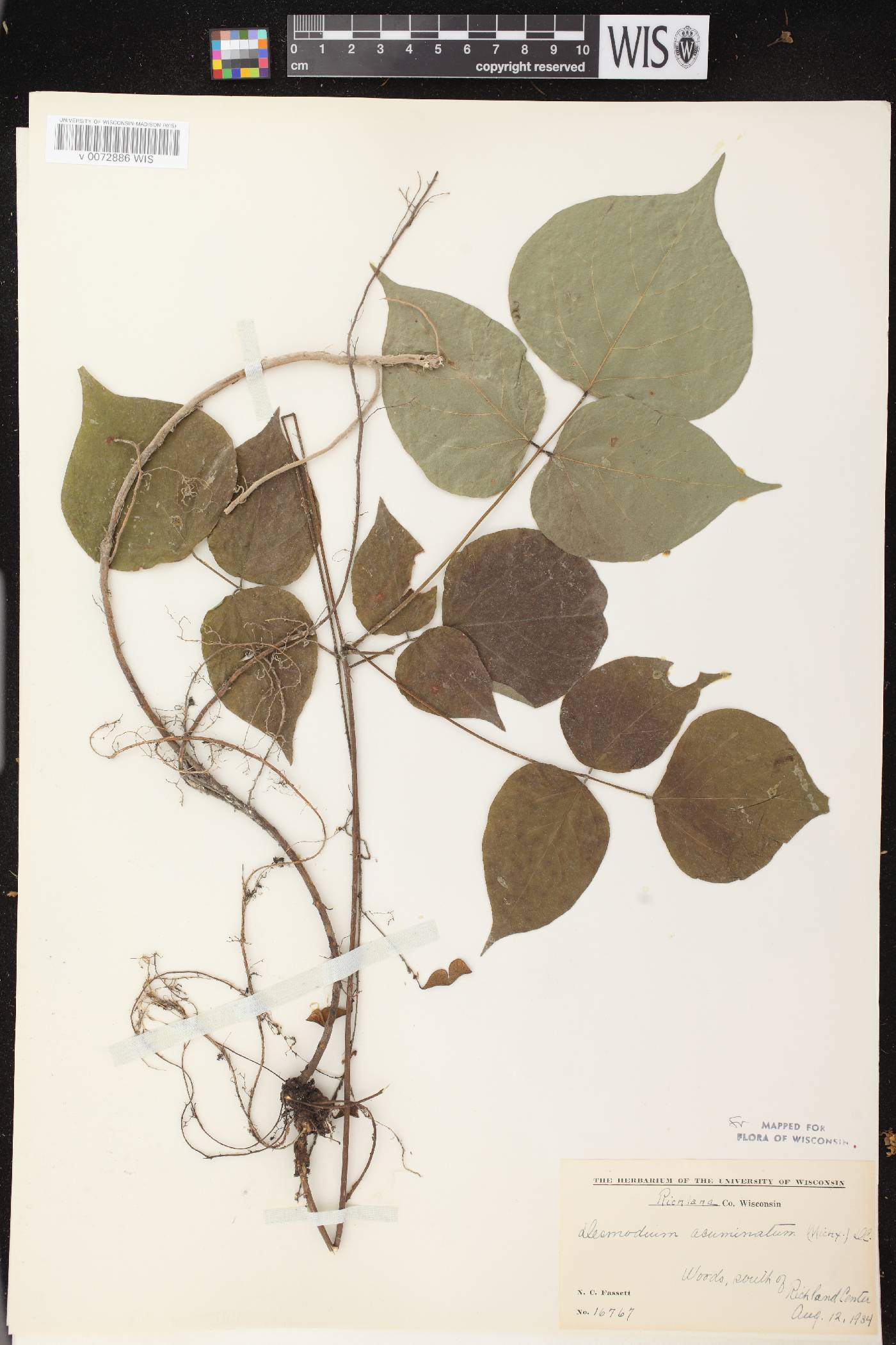 Hylodesmum glutinosum image