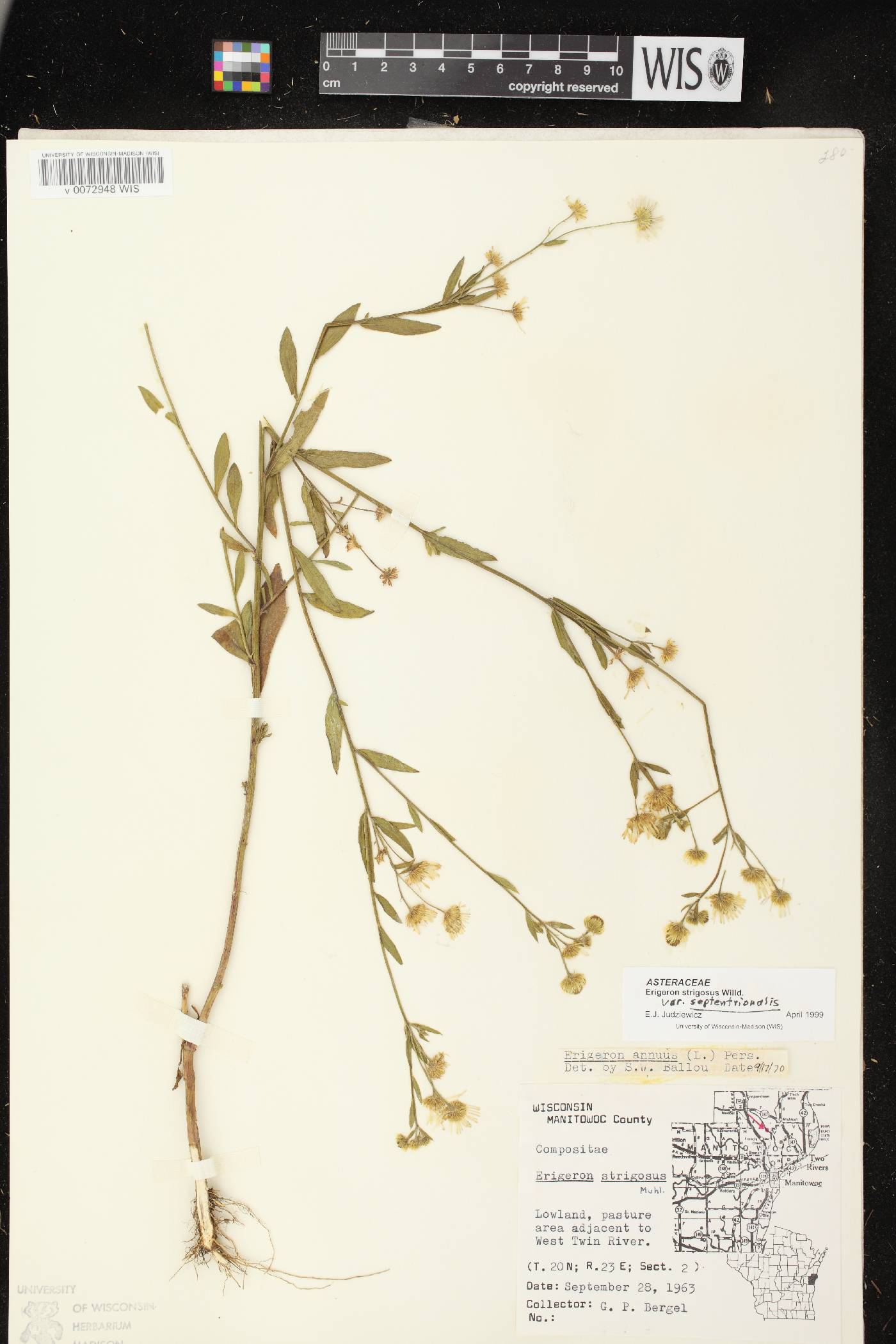 Erigeron strigosus image