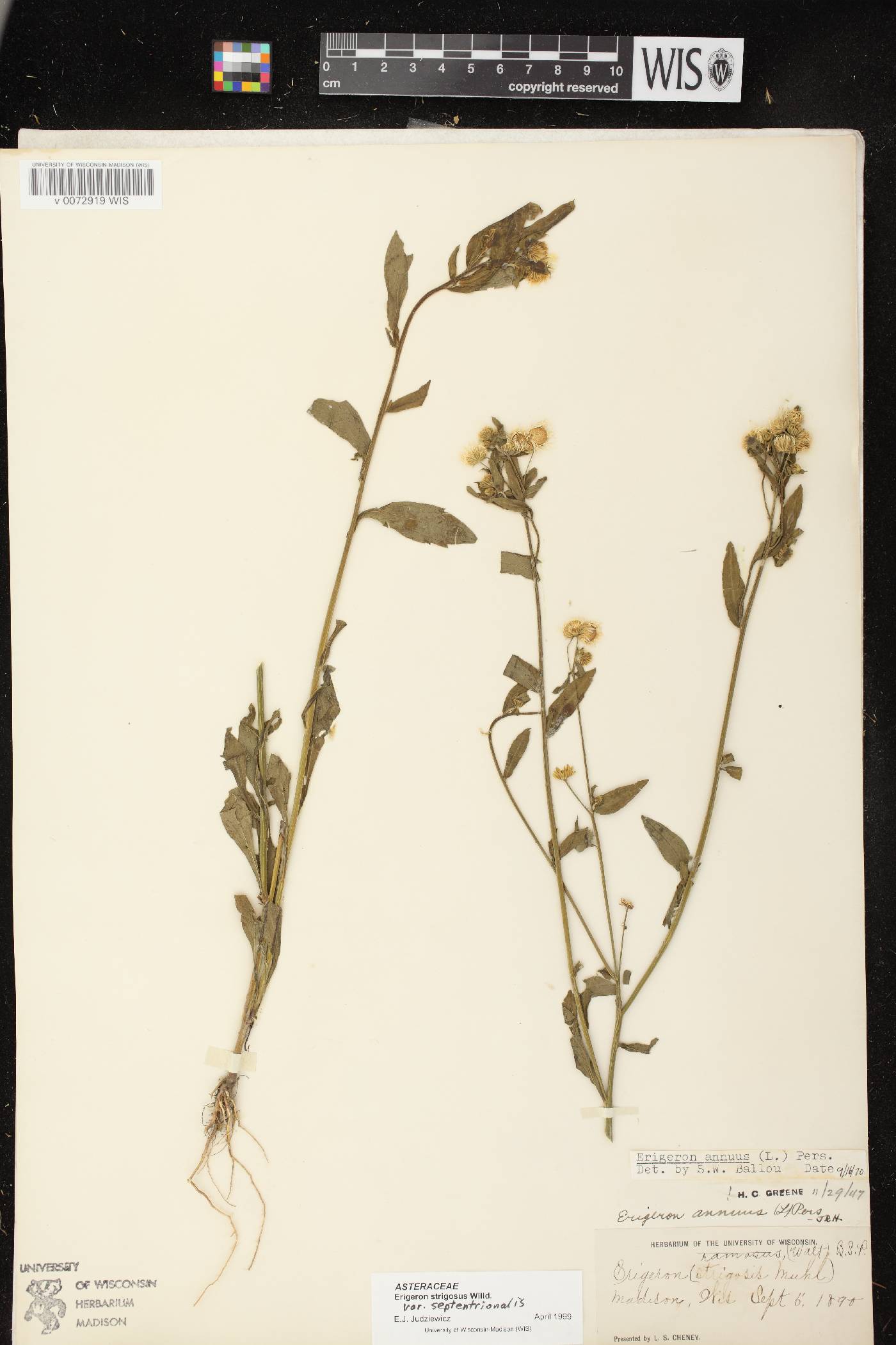 Erigeron strigosus image