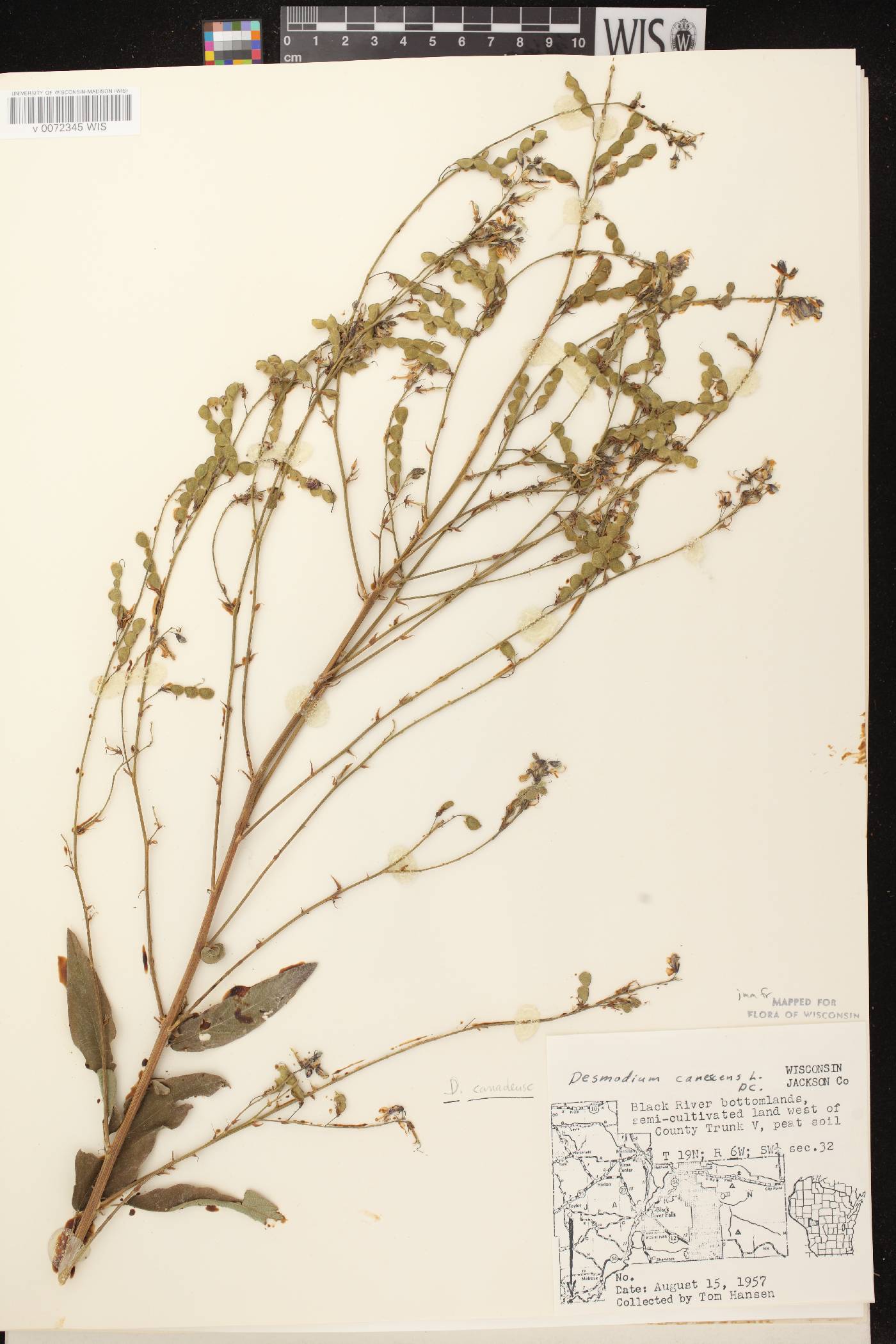 Desmodium canadense image