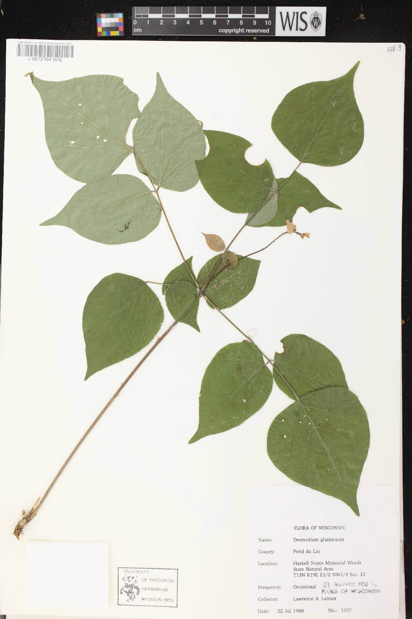 Hylodesmum glutinosum image
