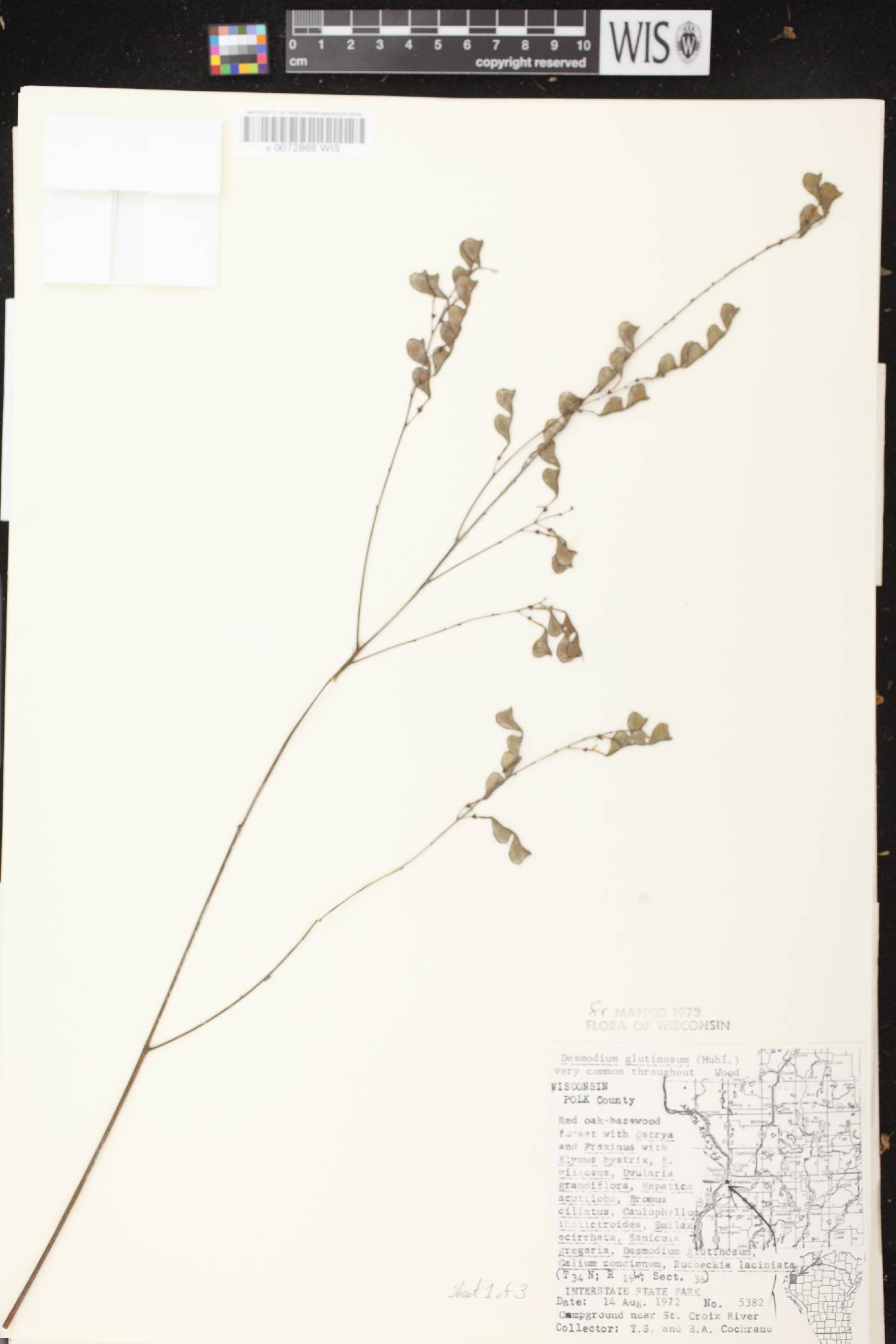 Hylodesmum glutinosum image