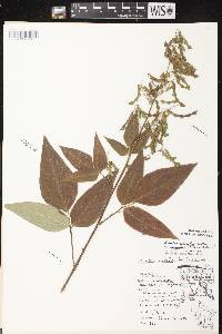 Image of Desmodium cuspidatum var. longifolium