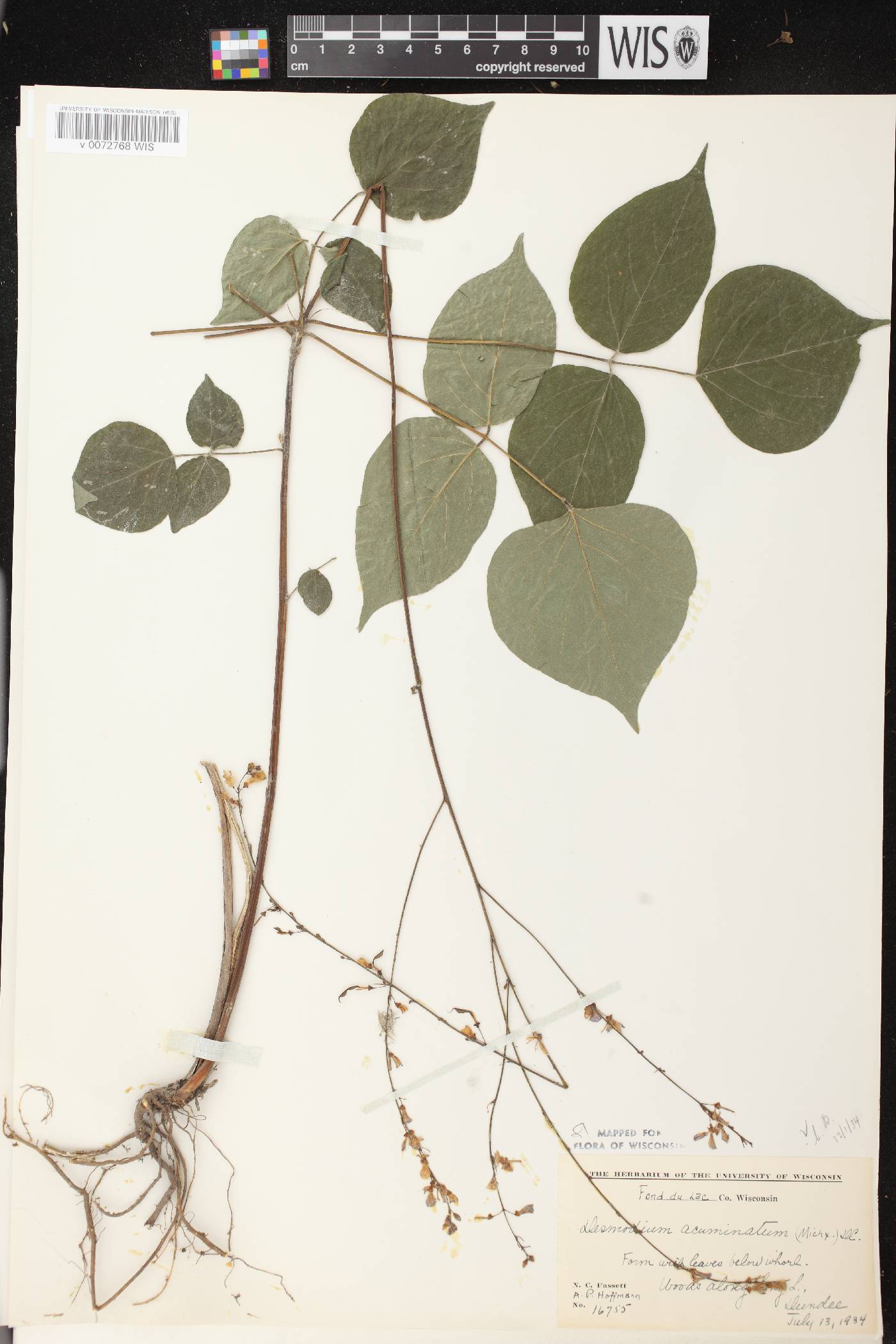 Hylodesmum glutinosum image