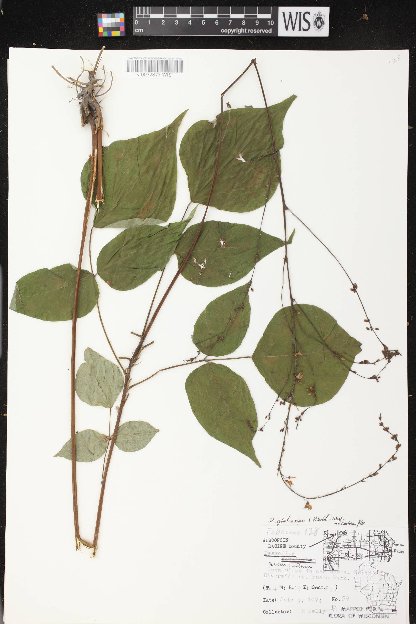 Hylodesmum glutinosum image