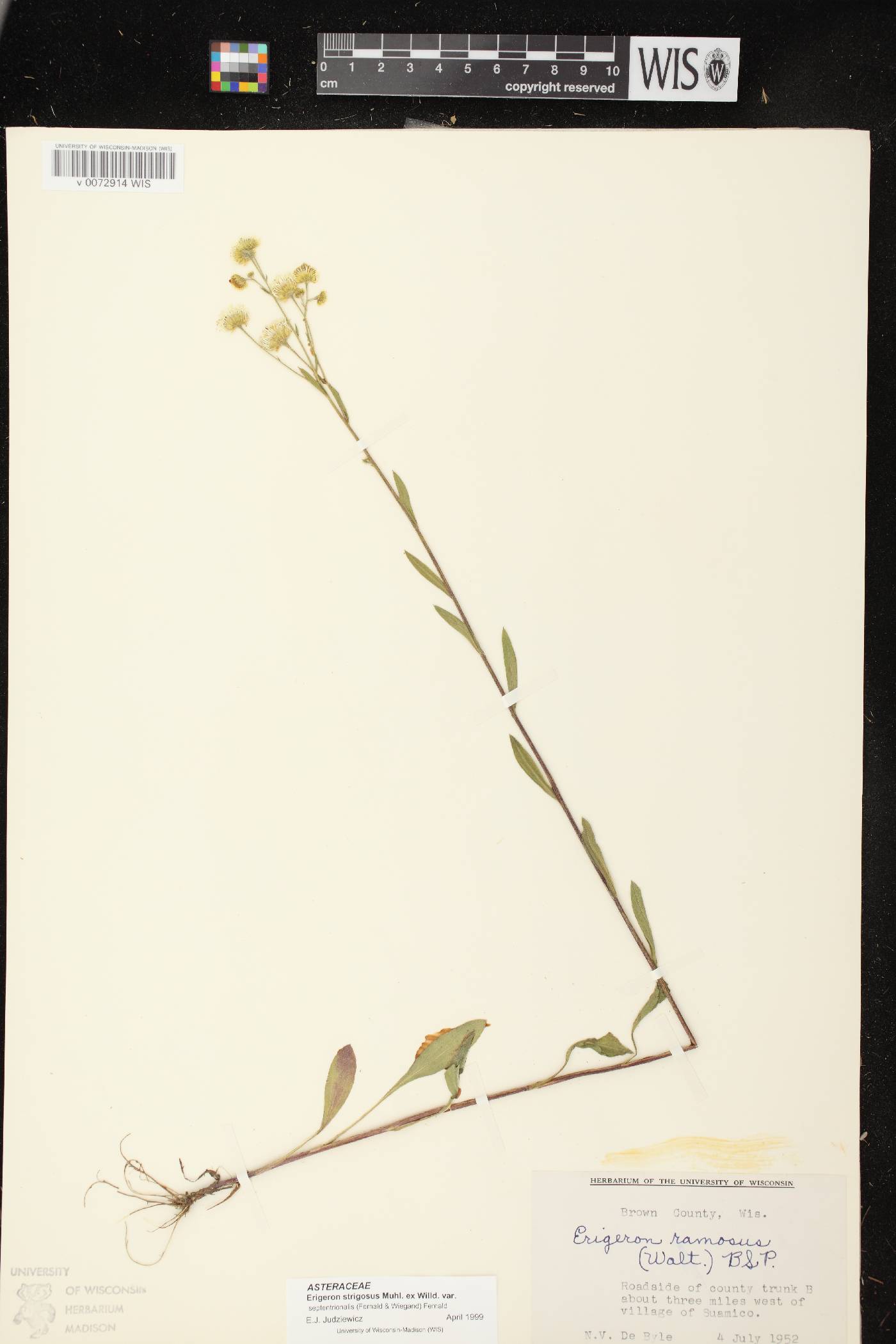 Erigeron strigosus var. septentrionalis image