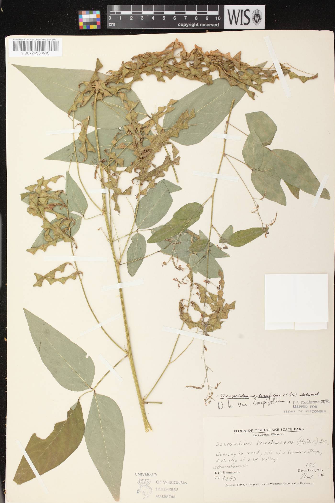Desmodium cuspidatum image