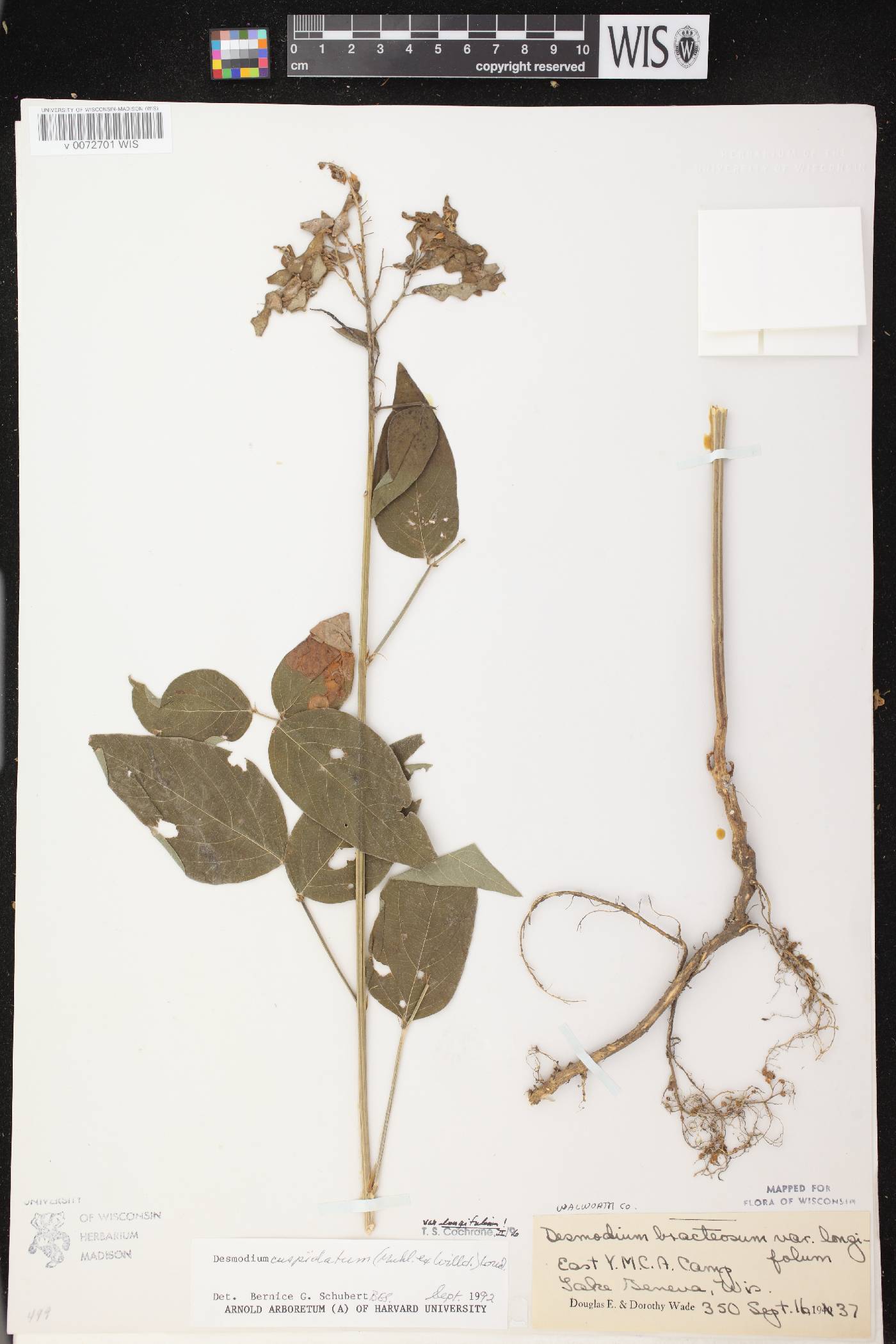 Desmodium cuspidatum image